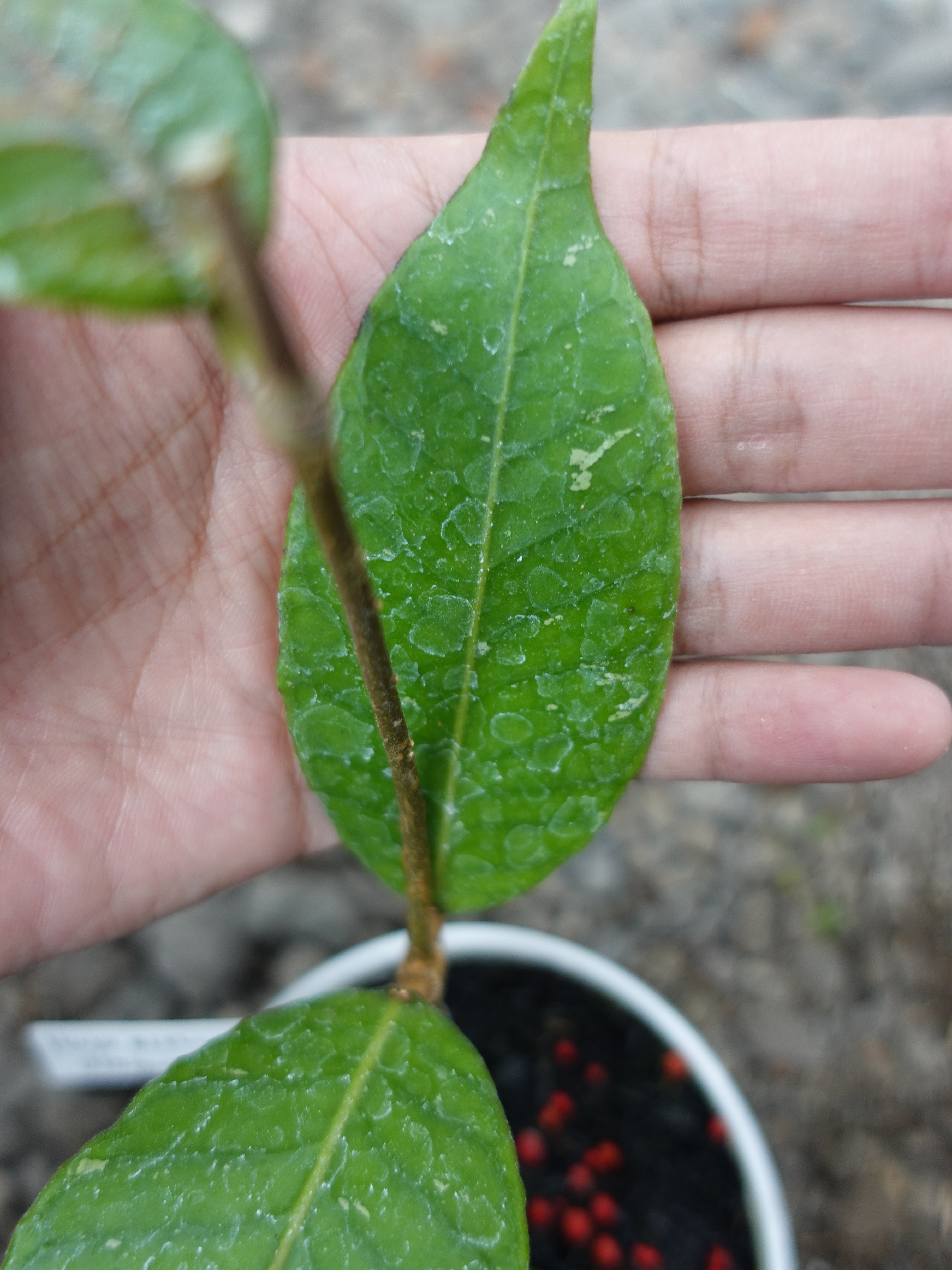 Hoya Dragon Egg