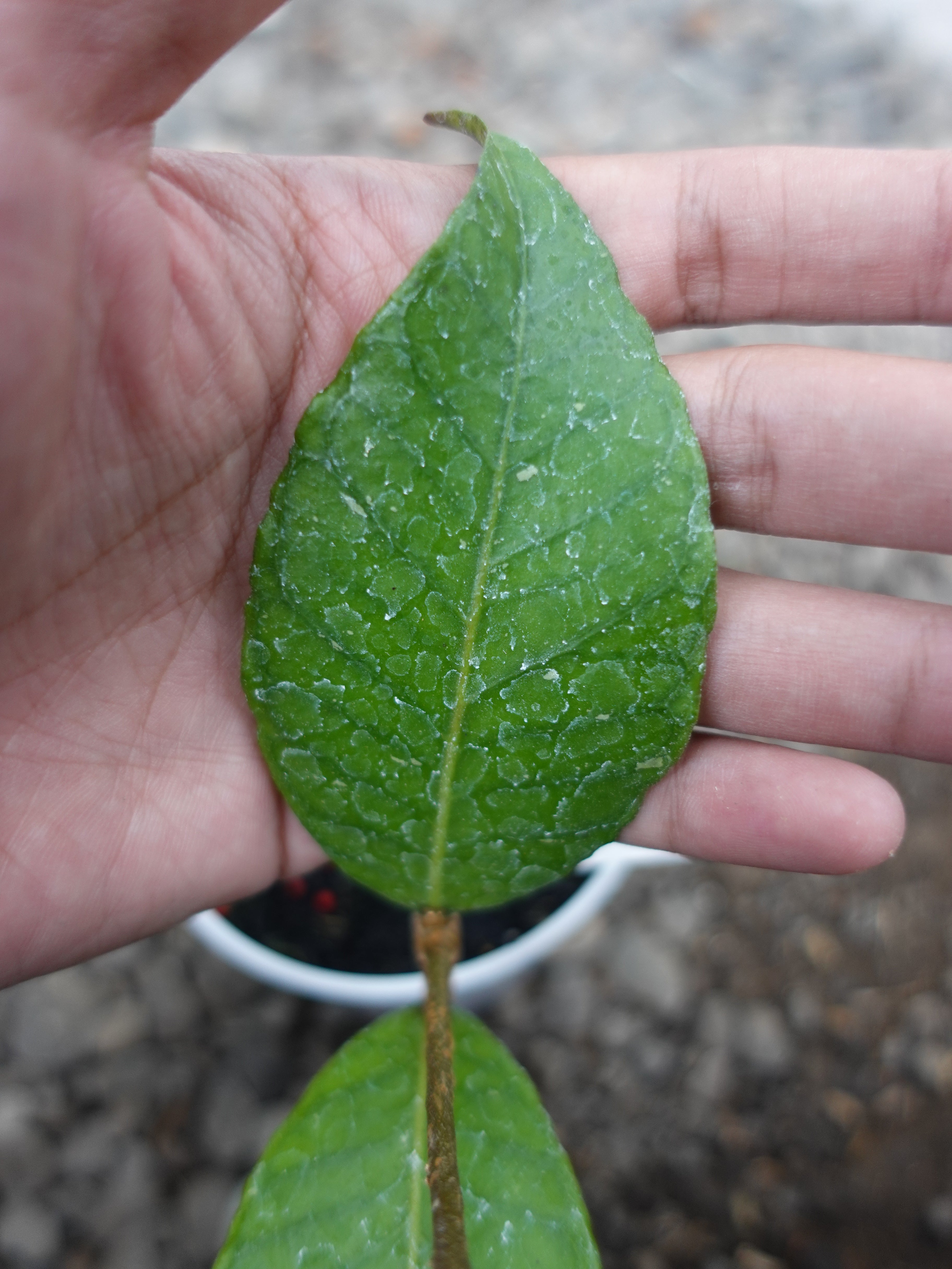 Hoya Dragon Egg