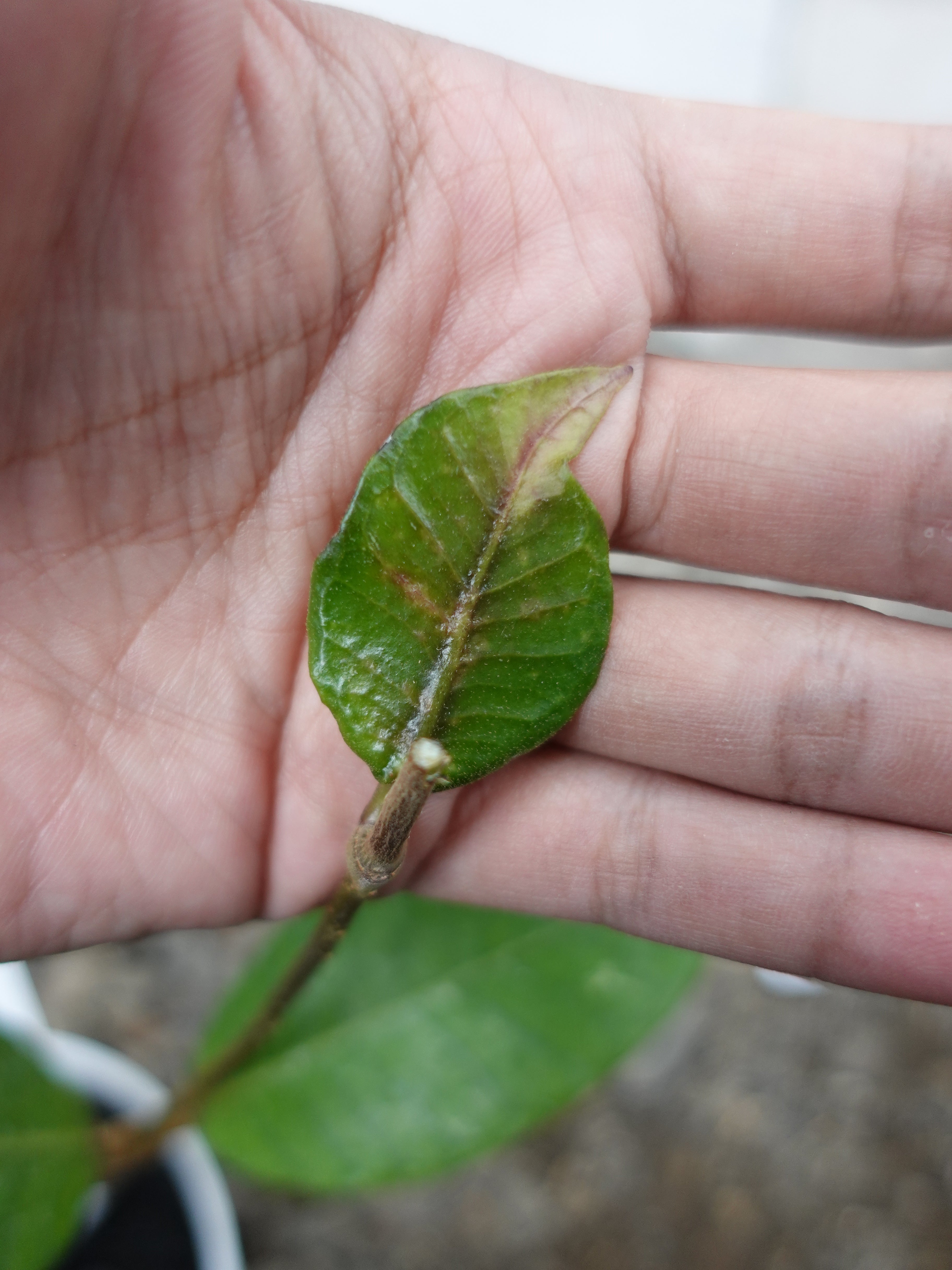 Hoya Dragon Egg
