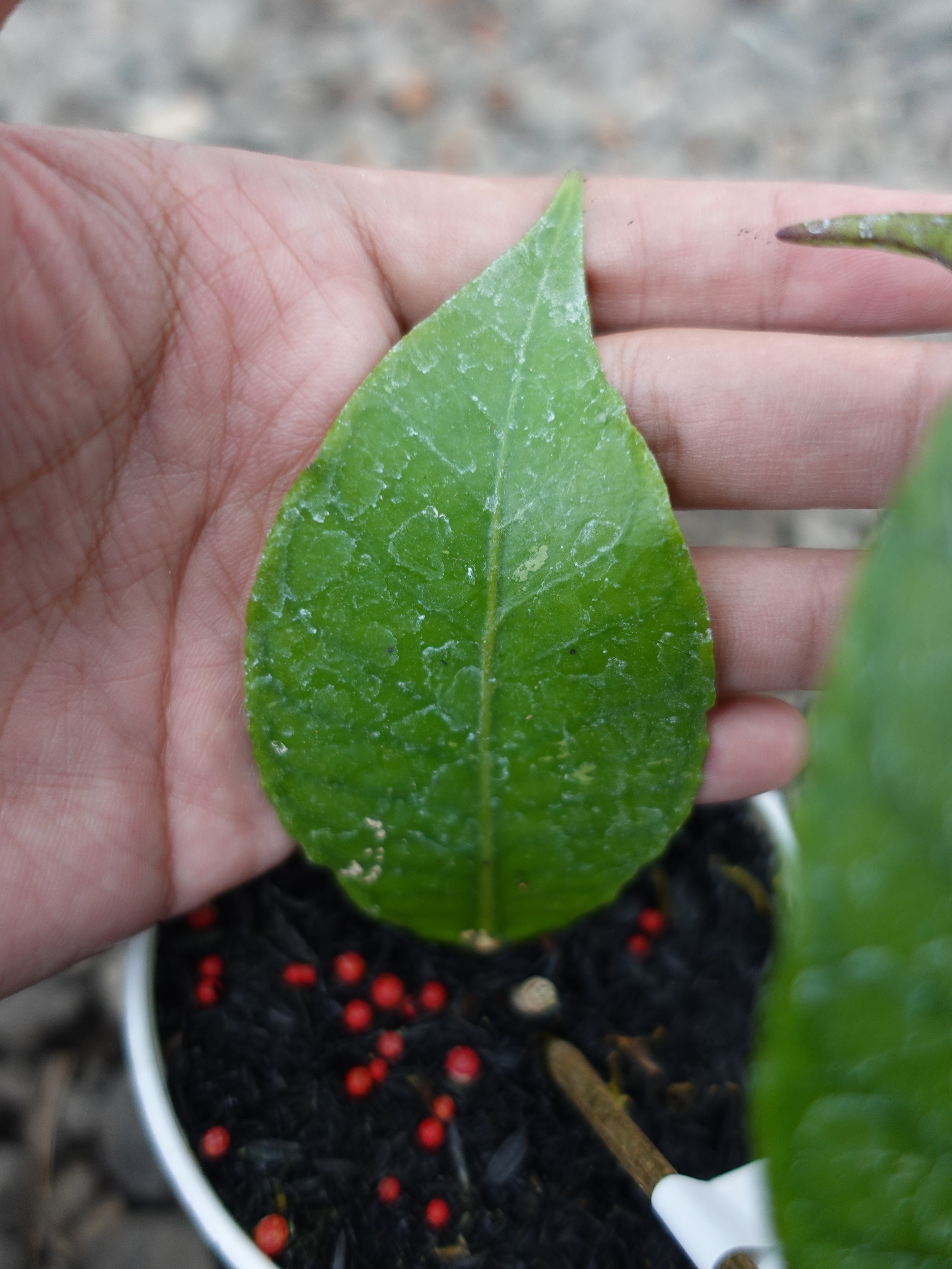 Hoya Dragon Egg