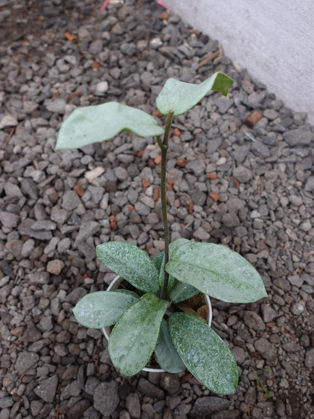 Hoya Nova Ghost