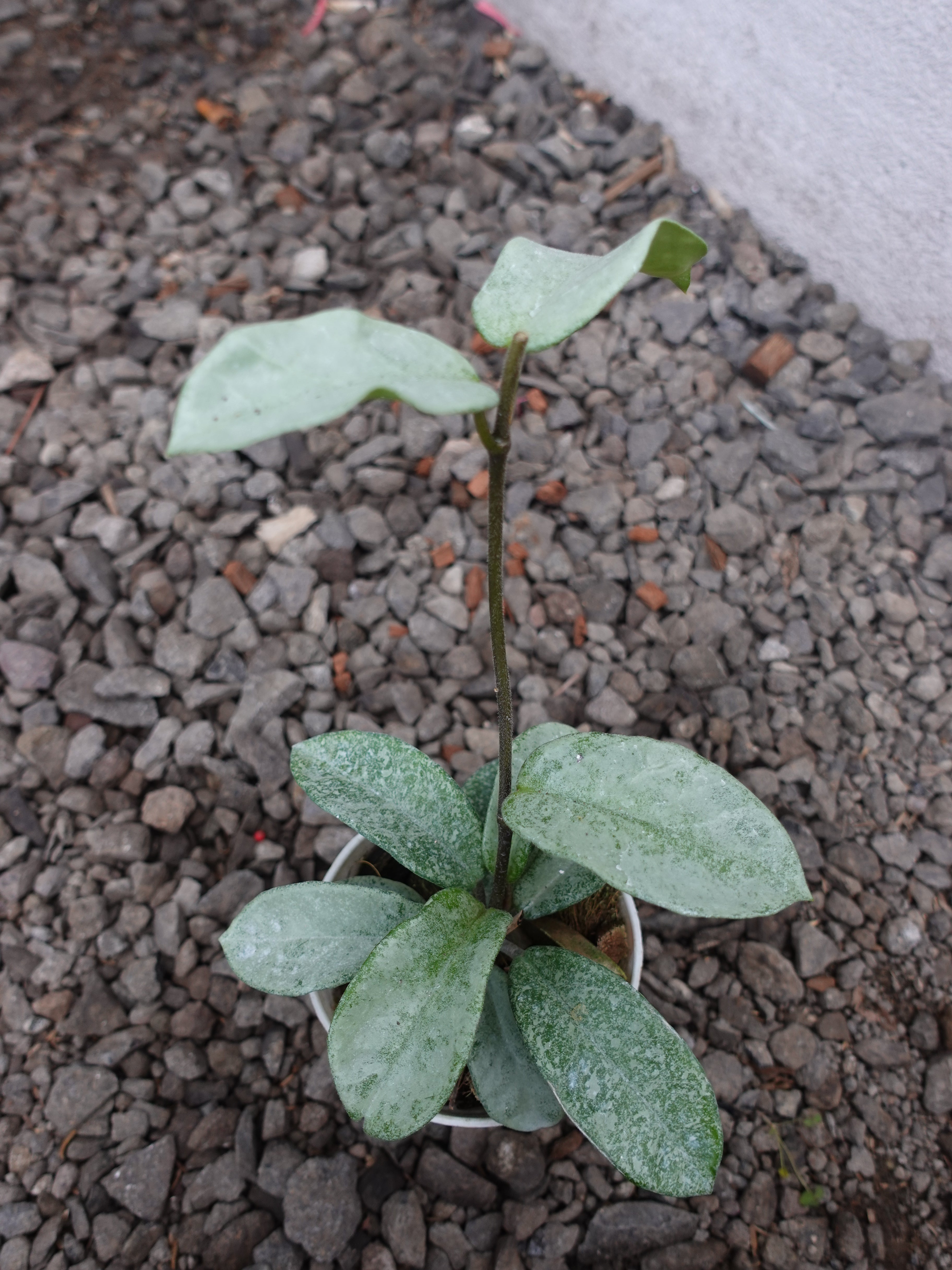 Hoya Nova Ghost