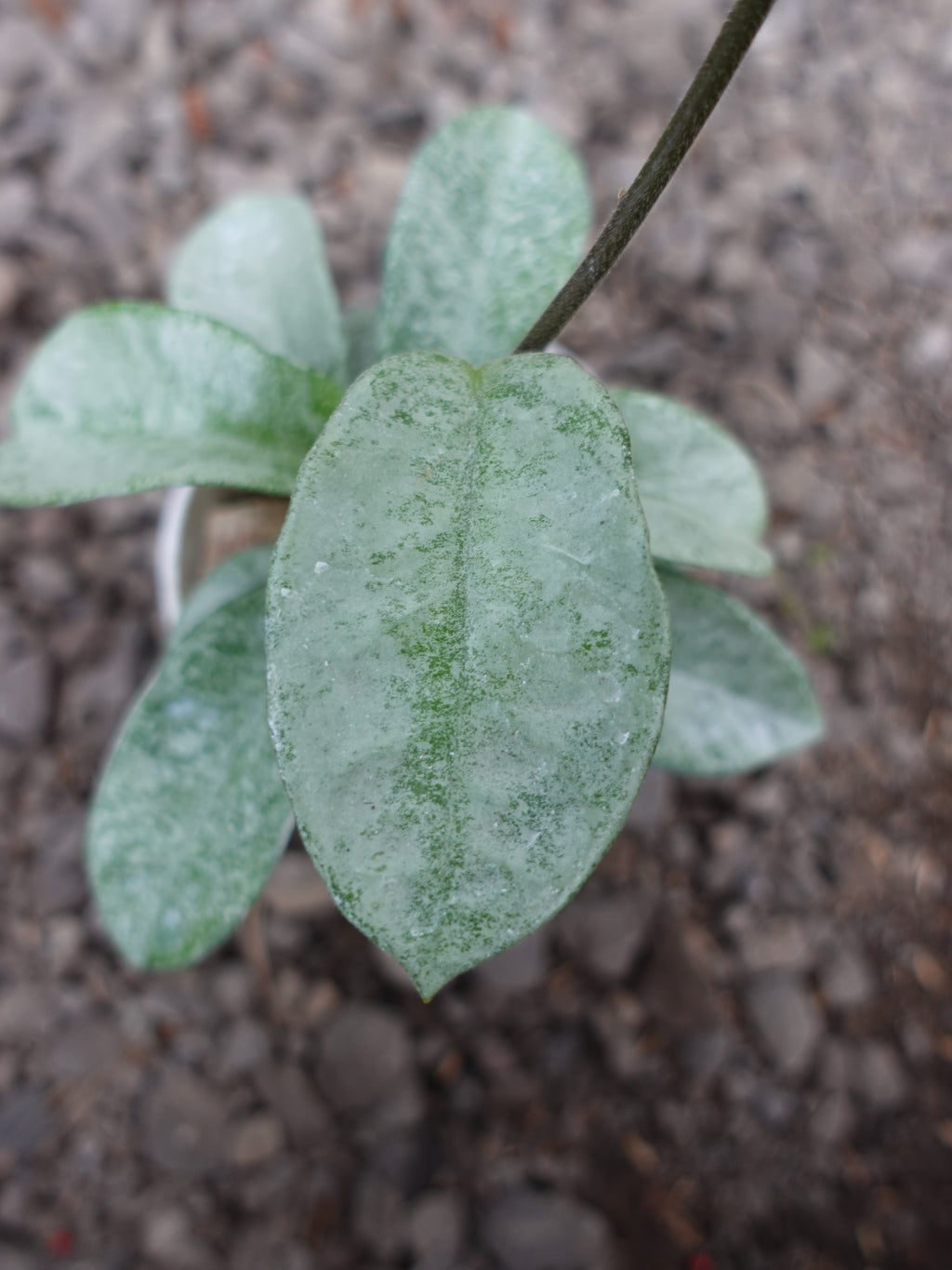 Hoya Nova Ghost