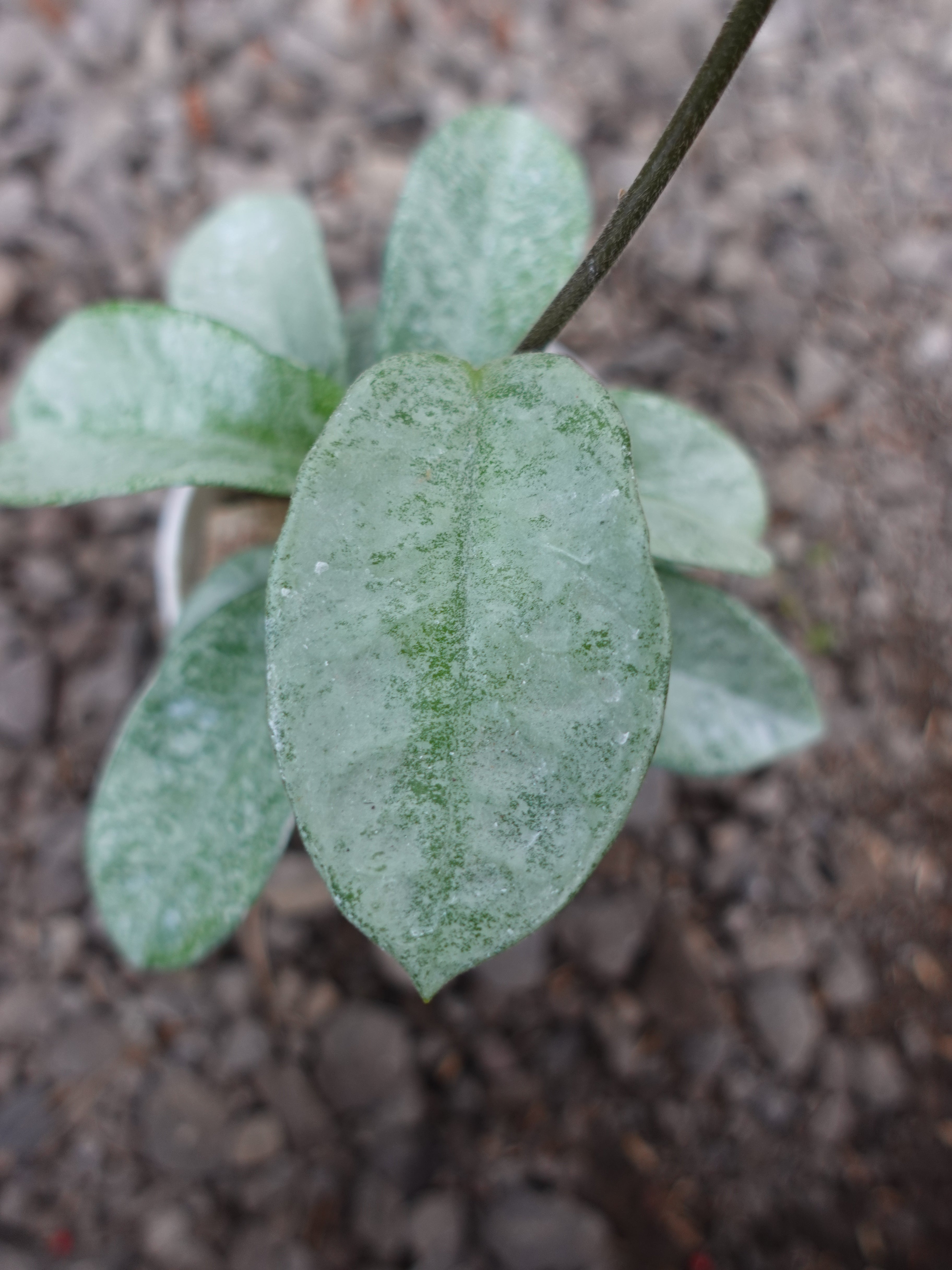 Hoya Nova Ghost