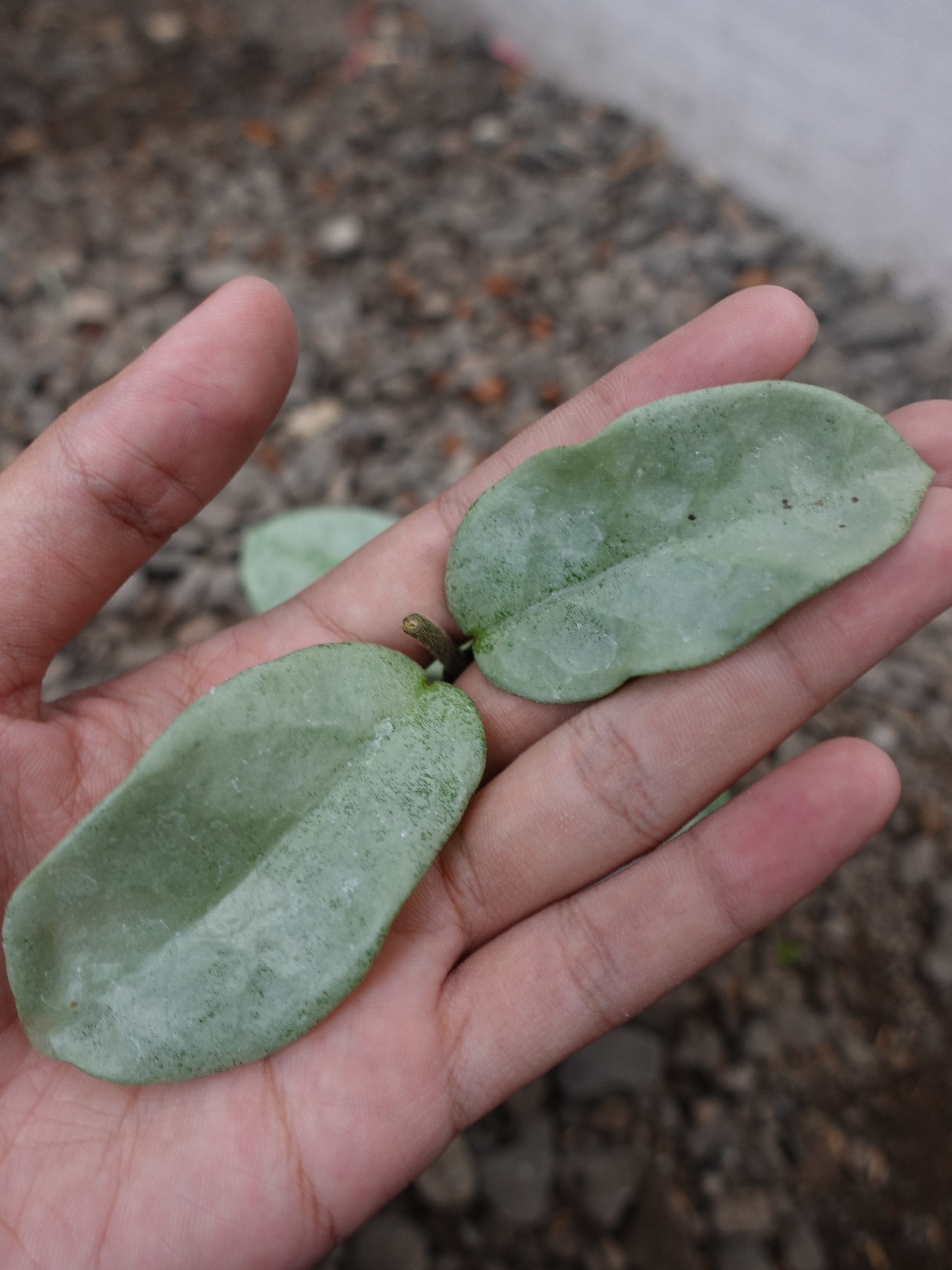 Hoya Nova Ghost