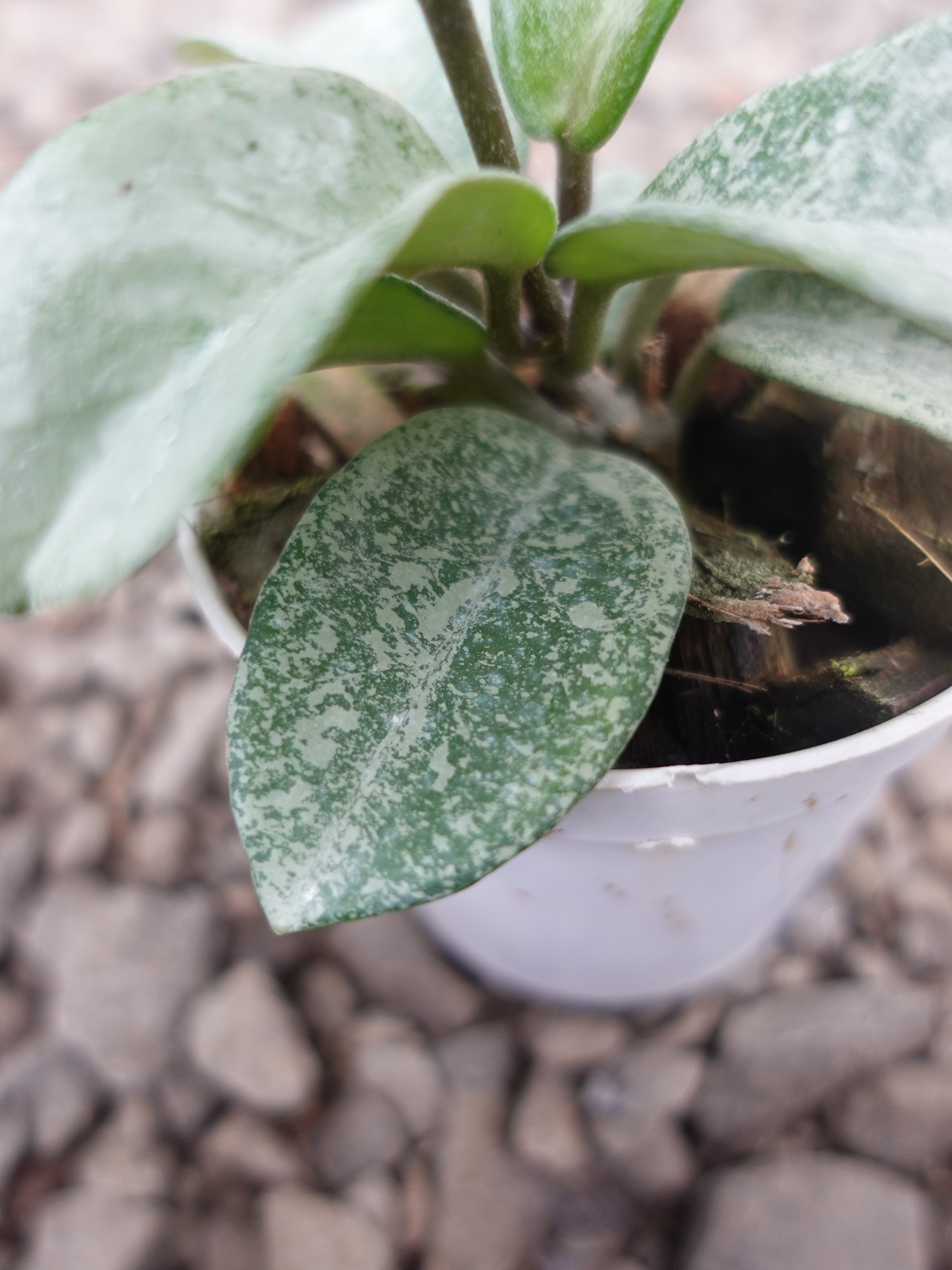 Hoya Nova Ghost