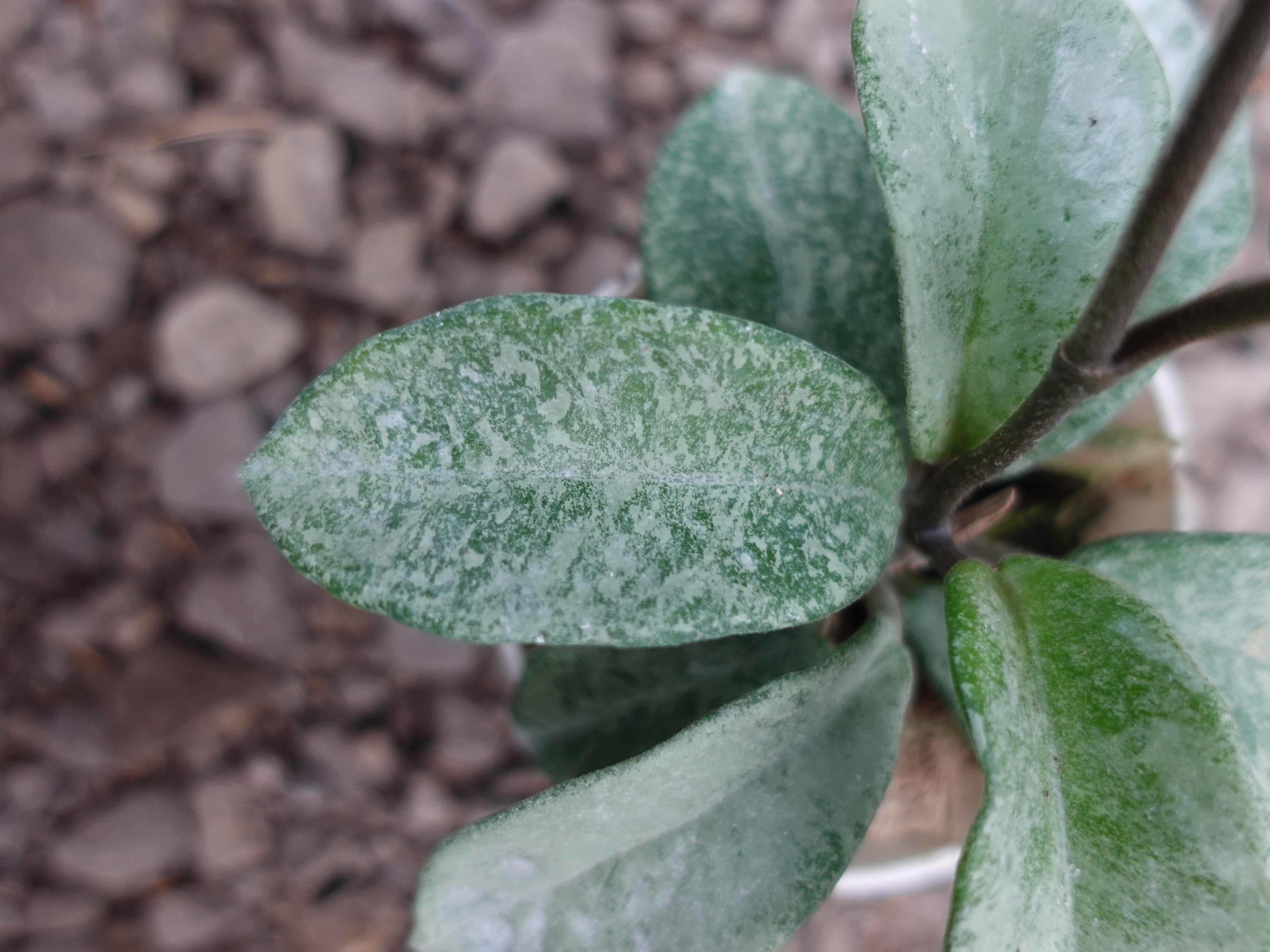 Hoya Nova Ghost