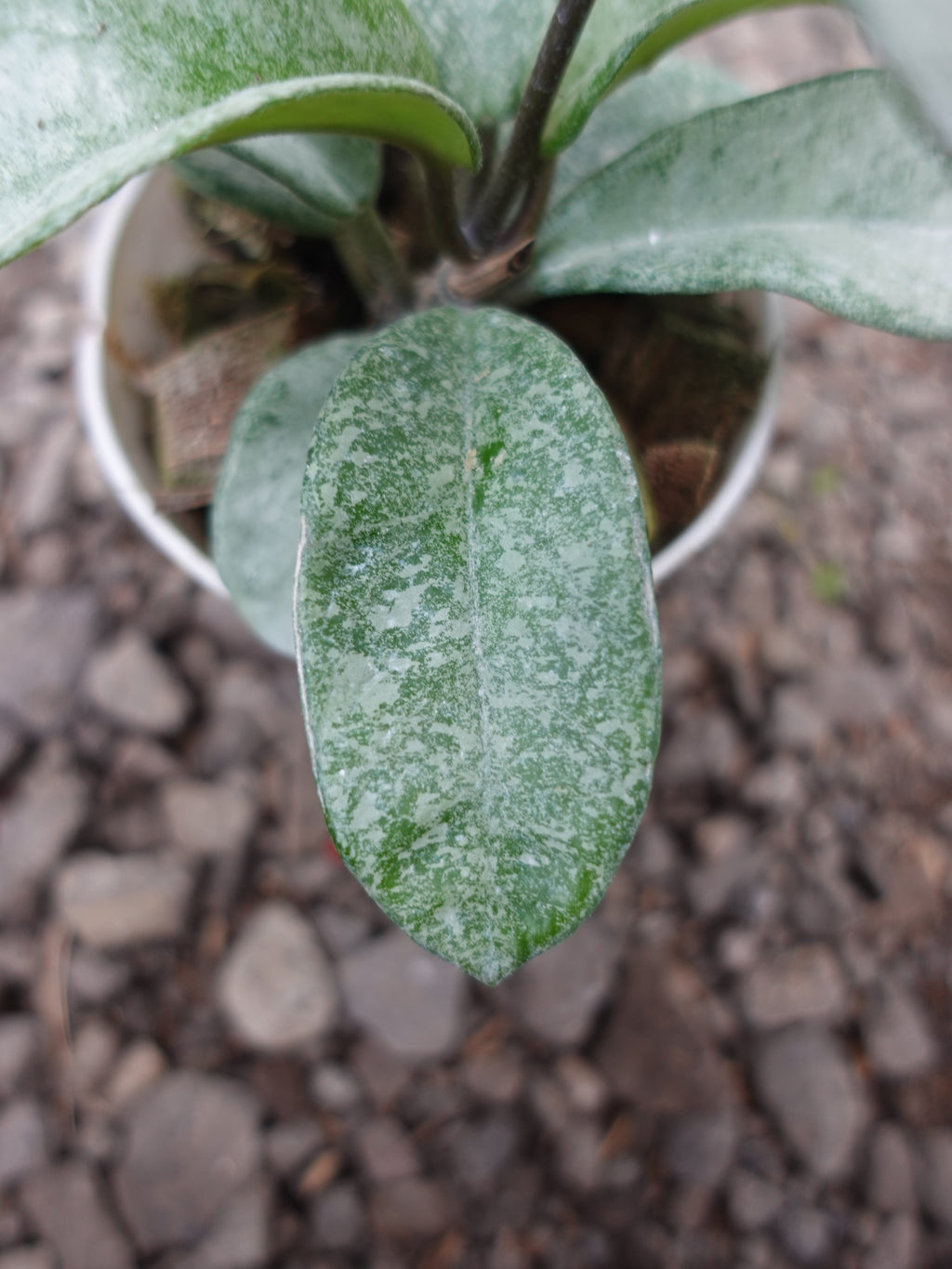 Hoya Nova Ghost