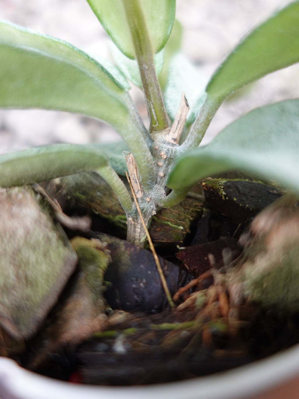 Hoya Nova Ghost
