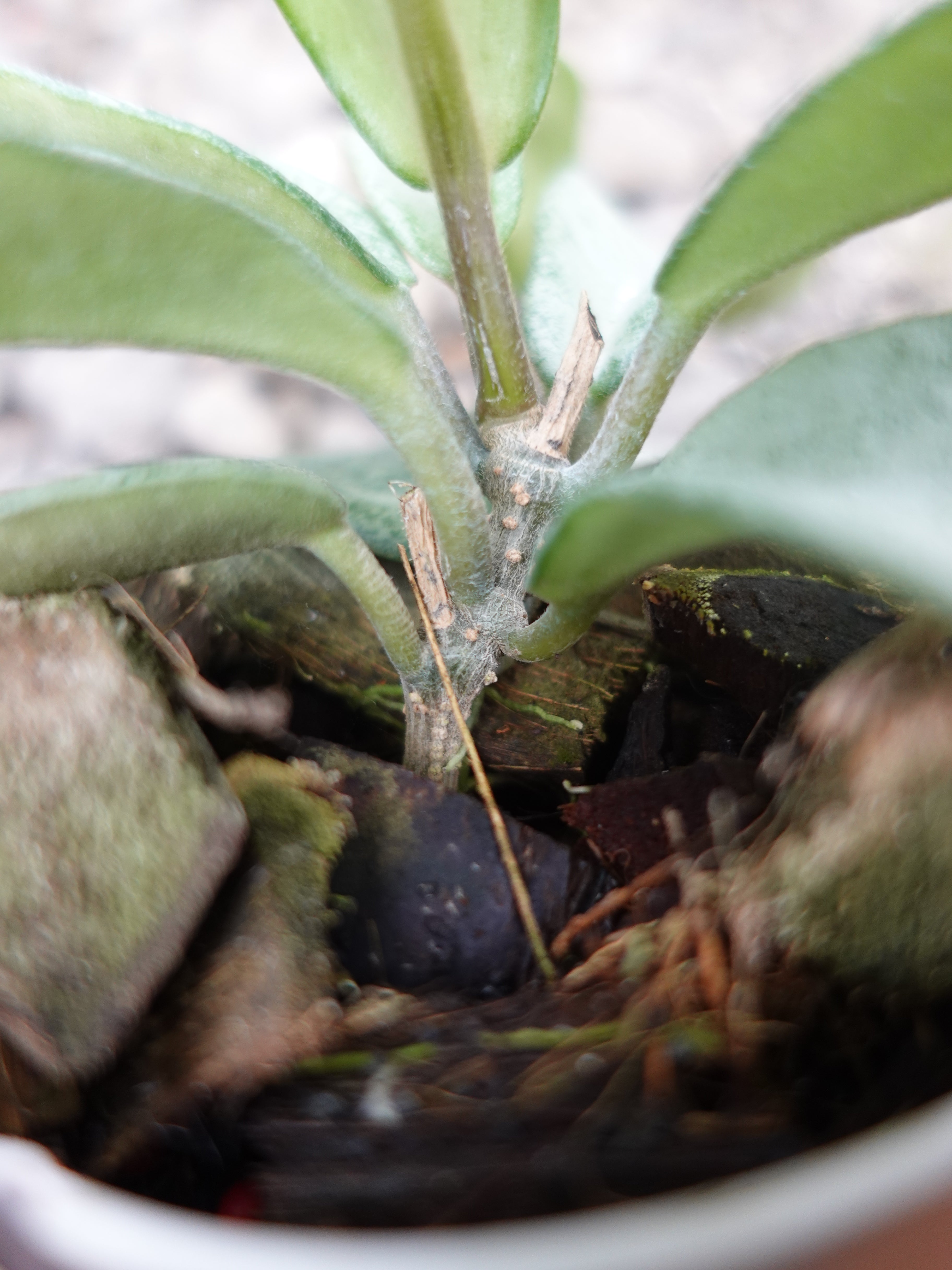 Hoya Nova Ghost