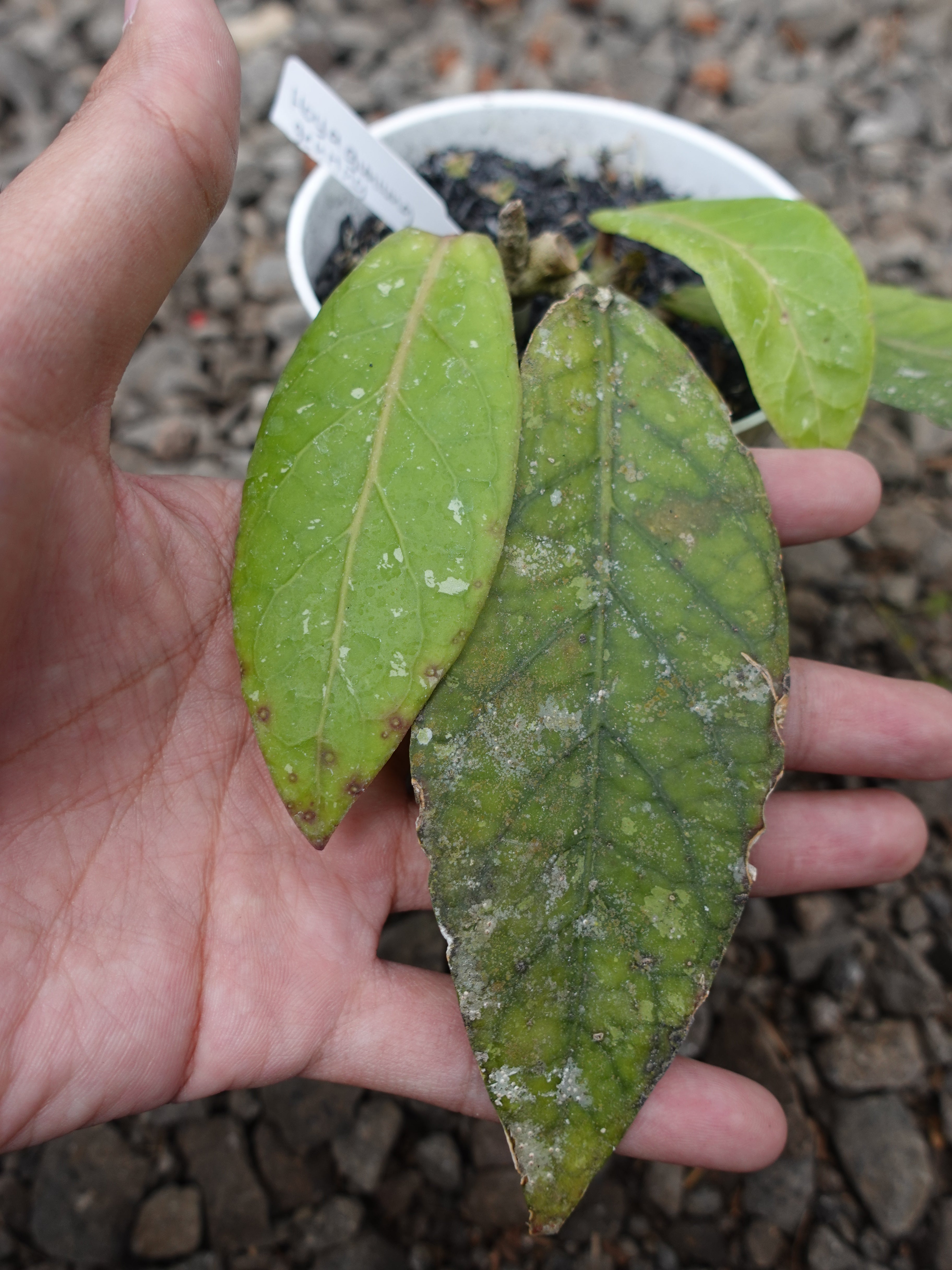 Hoya Gunung Genting
