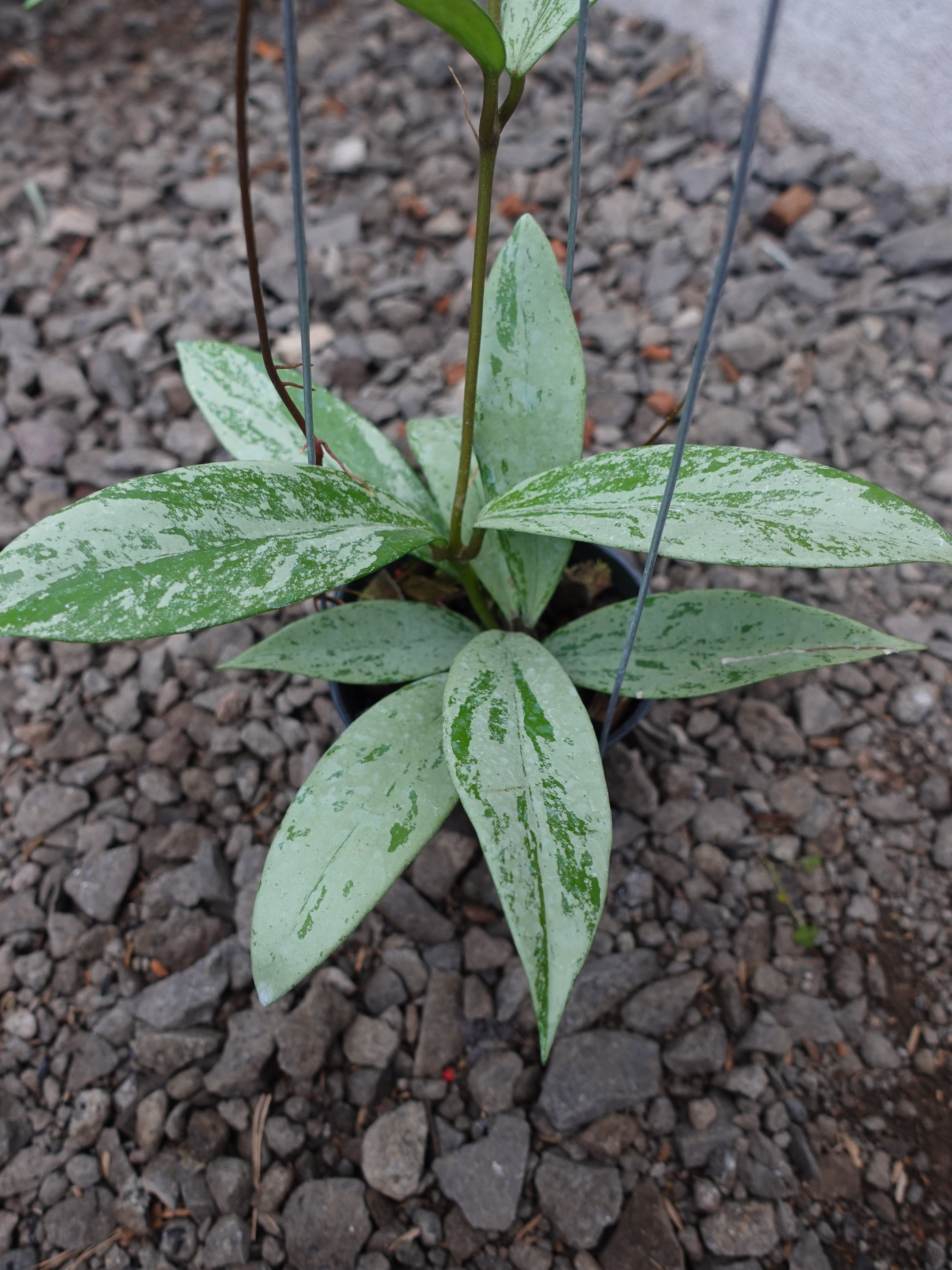 Hoya Pubicalyx Pink Silver Ghost