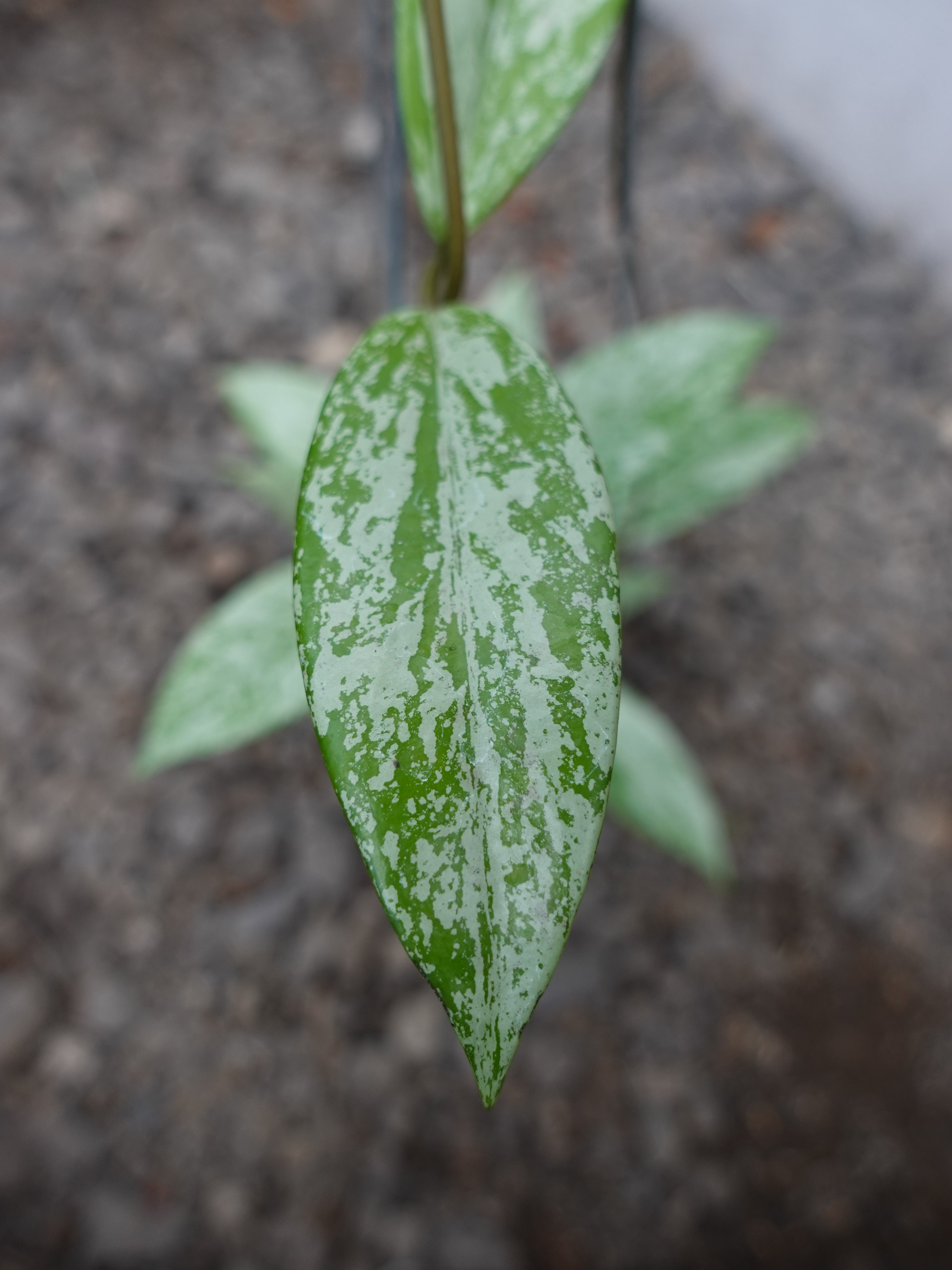 Hoya Pubicalyx Pink Silver Ghost