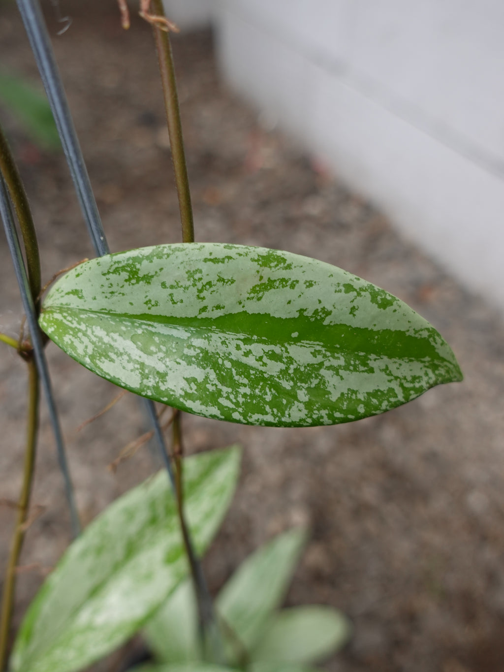 Hoya Pubicalyx Pink Silver Ghost