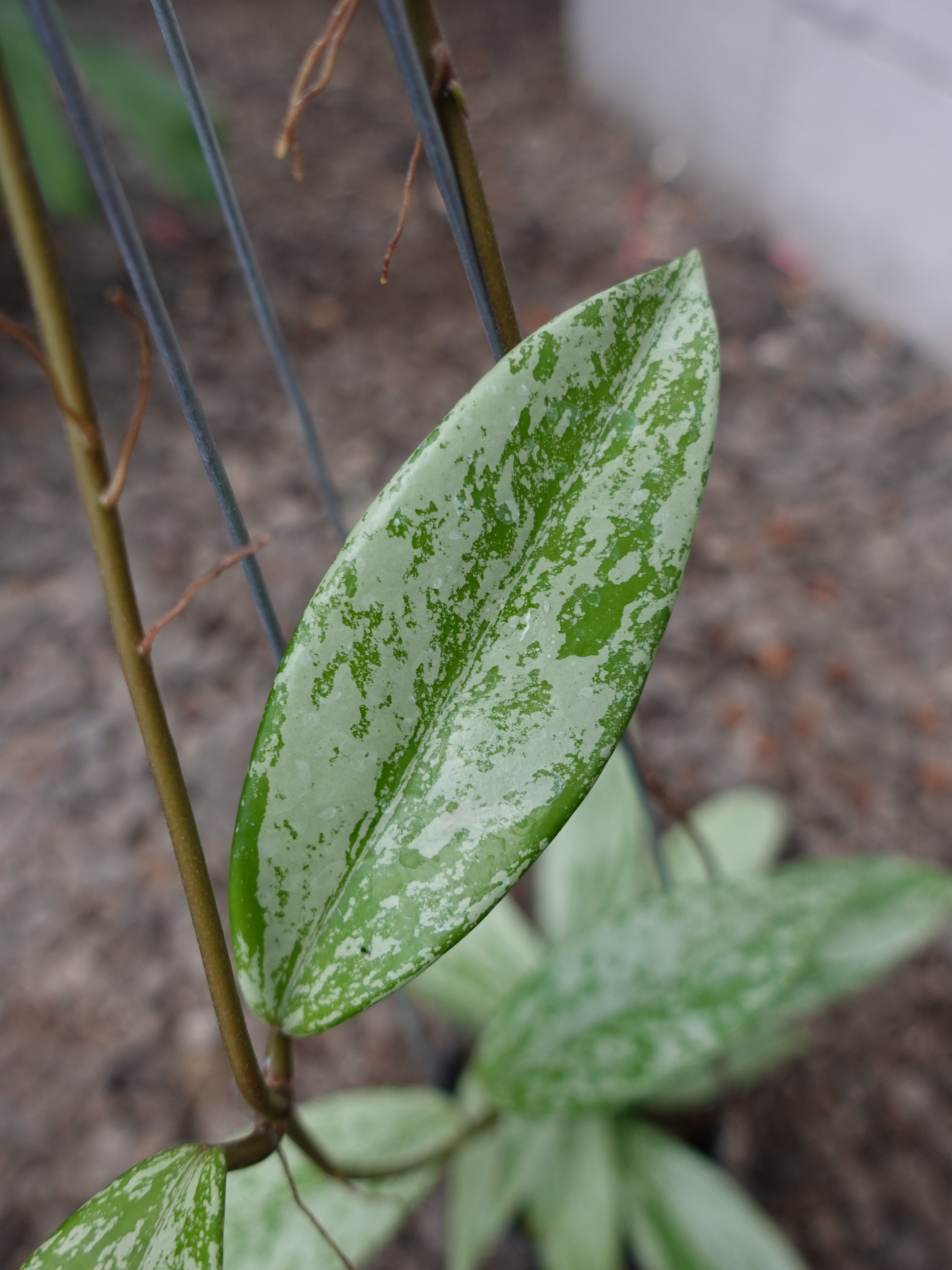 Hoya Pubicalyx Pink Silver Ghost