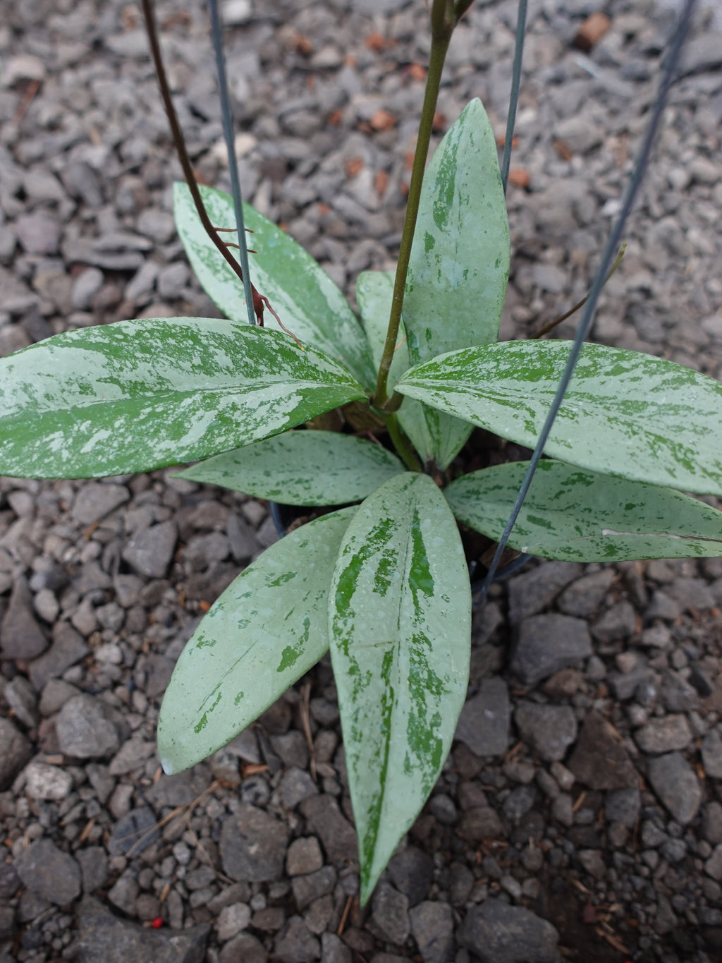 Hoya Pubicalyx Pink Silver Ghost
