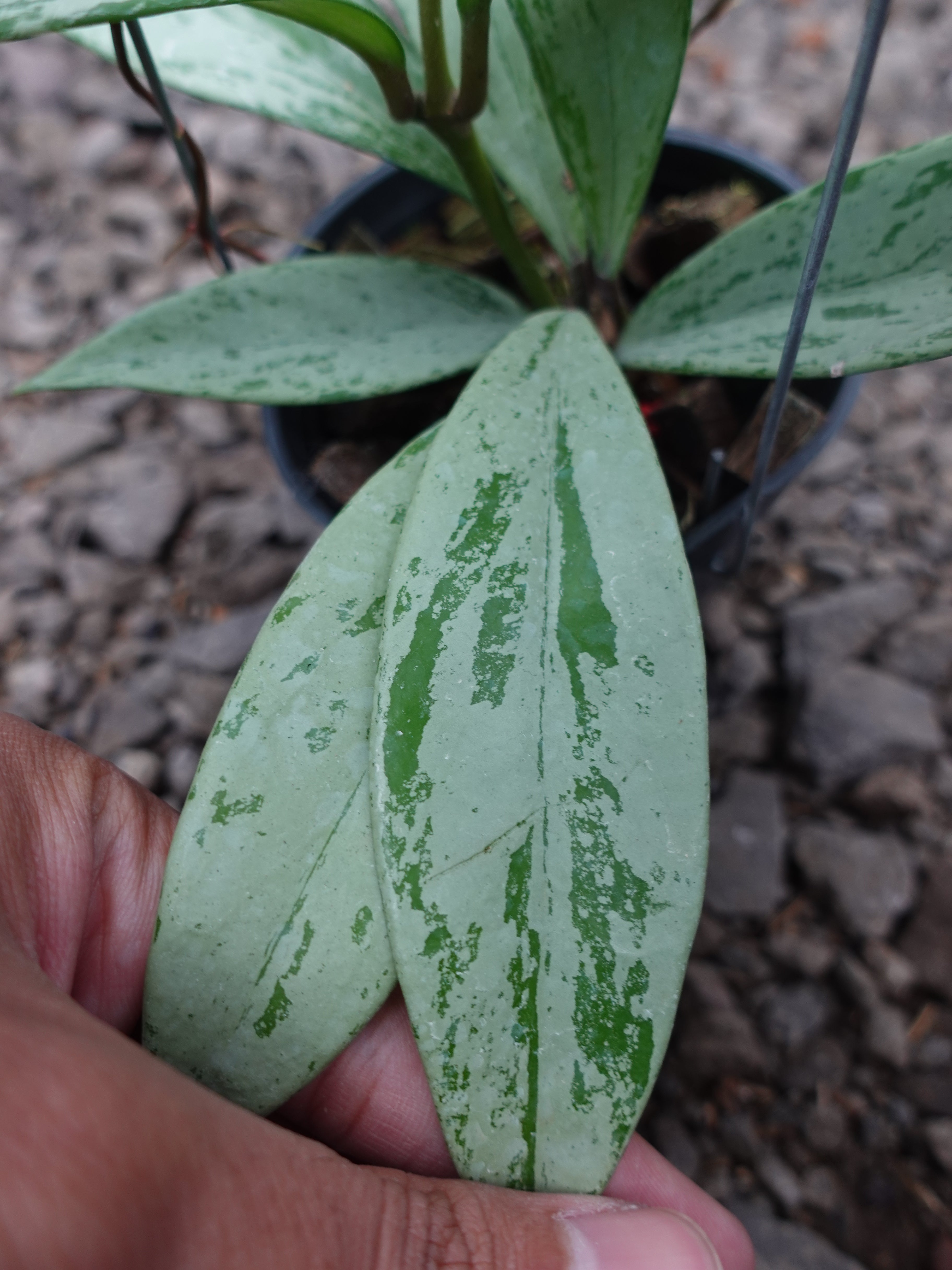 Hoya Pubicalyx Pink Silver Ghost