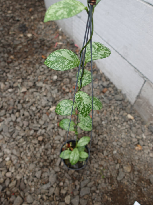 Hoya Crassipetiolata Super Splash
