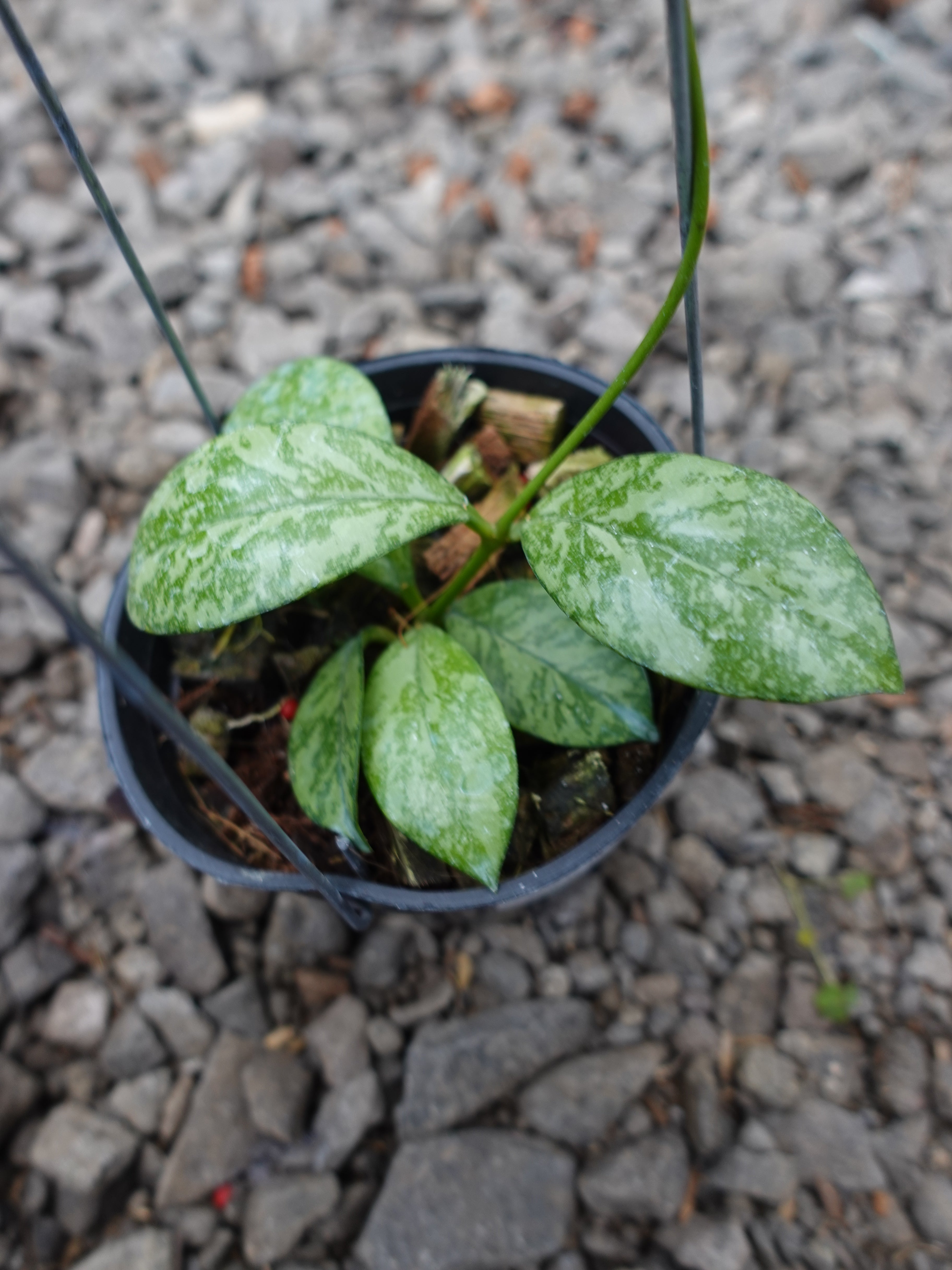 Hoya Crassipetiolata Super Splash