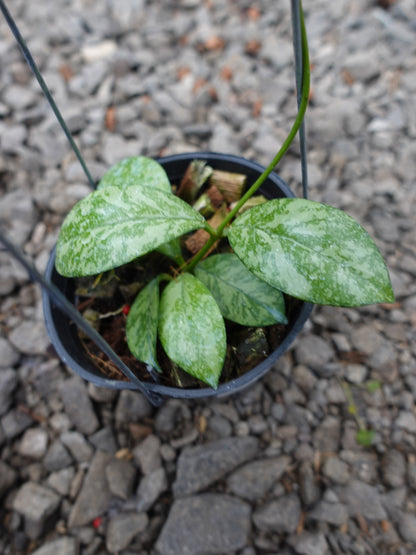 Hoya Crassipetiolata Super Splash