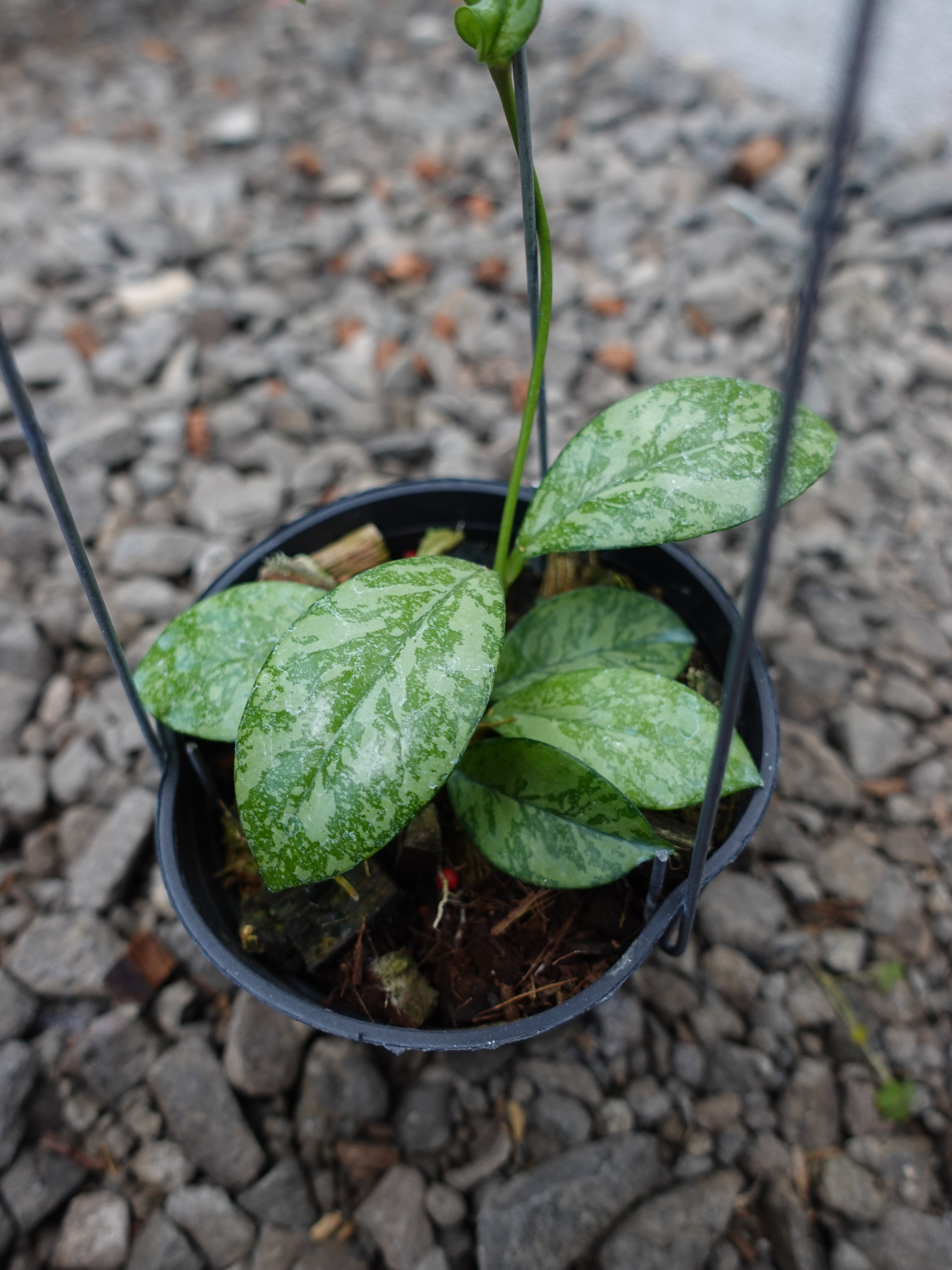 Hoya Crassipetiolata Super Splash