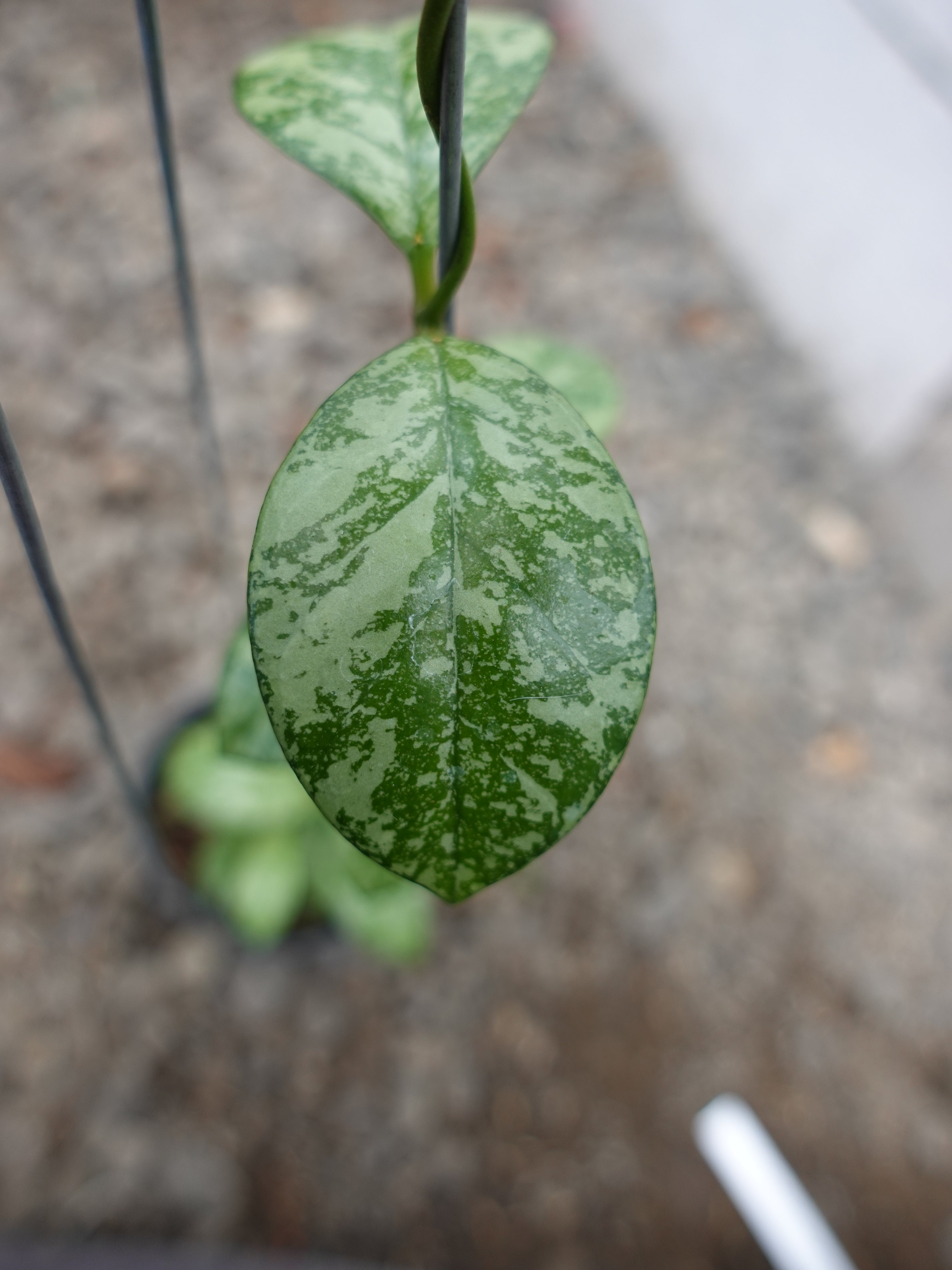 Hoya Crassipetiolata Super Splash