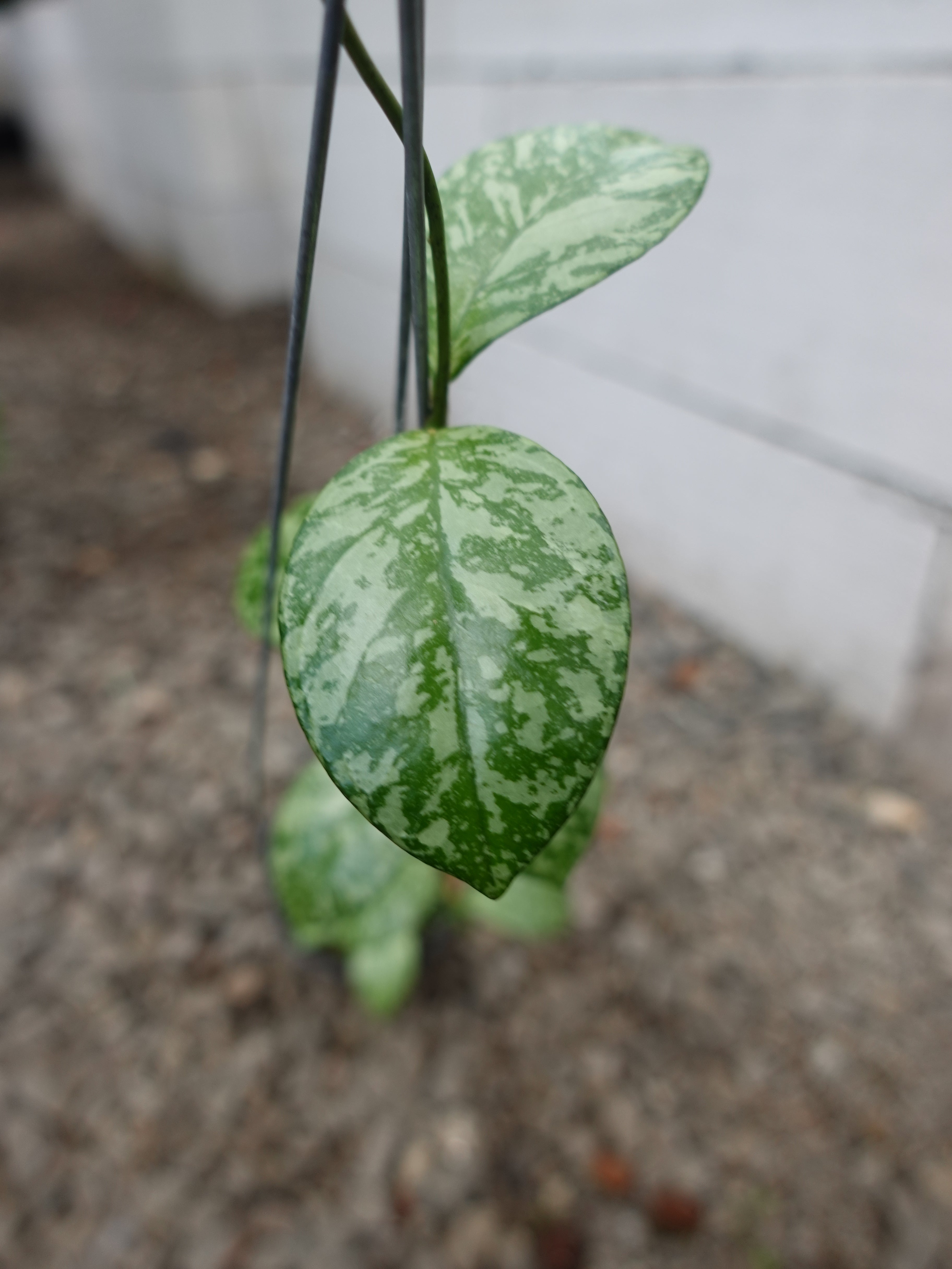 Hoya Crassipetiolata Super Splash