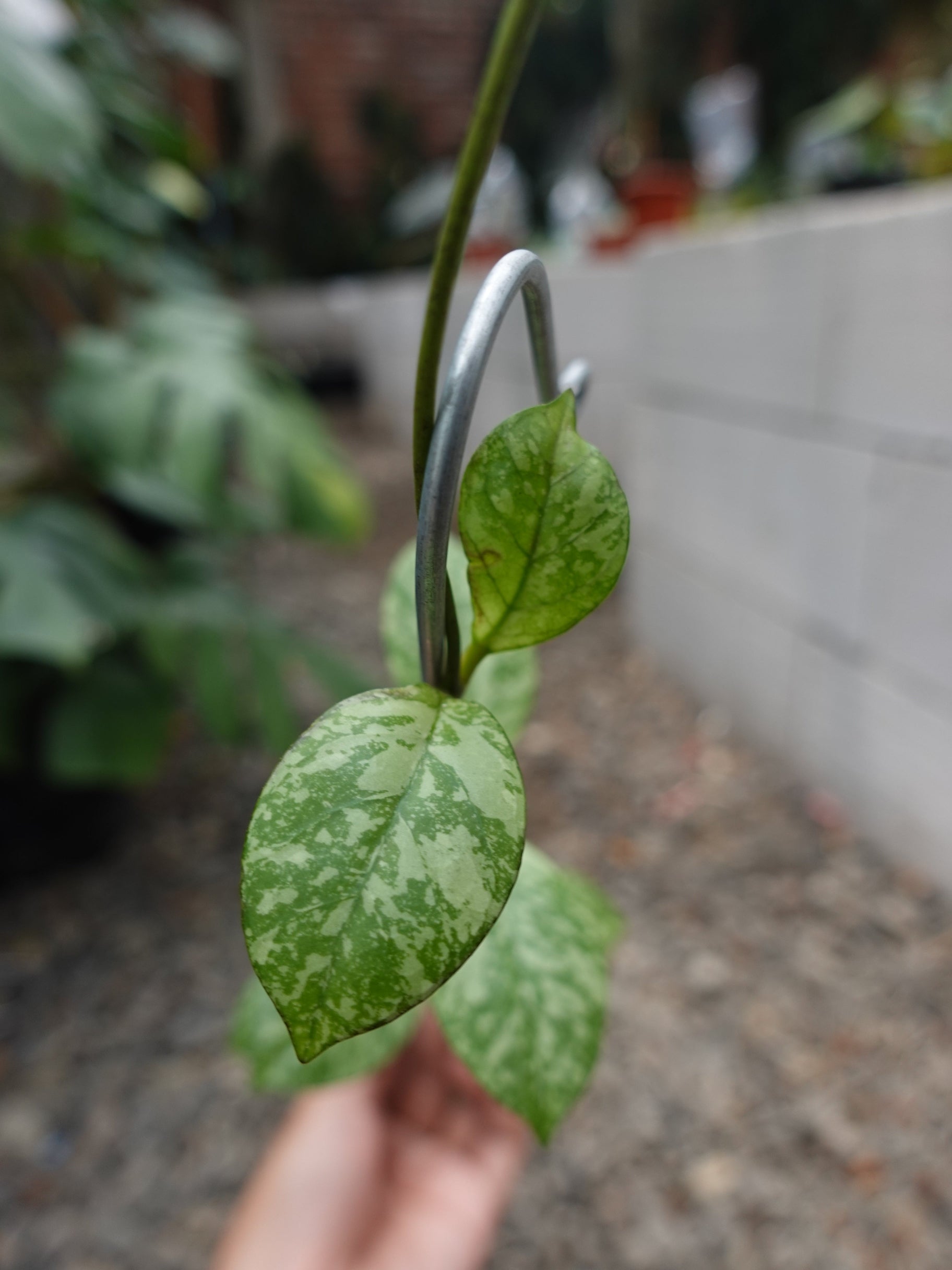 Hoya Crassipetiolata Super Splash