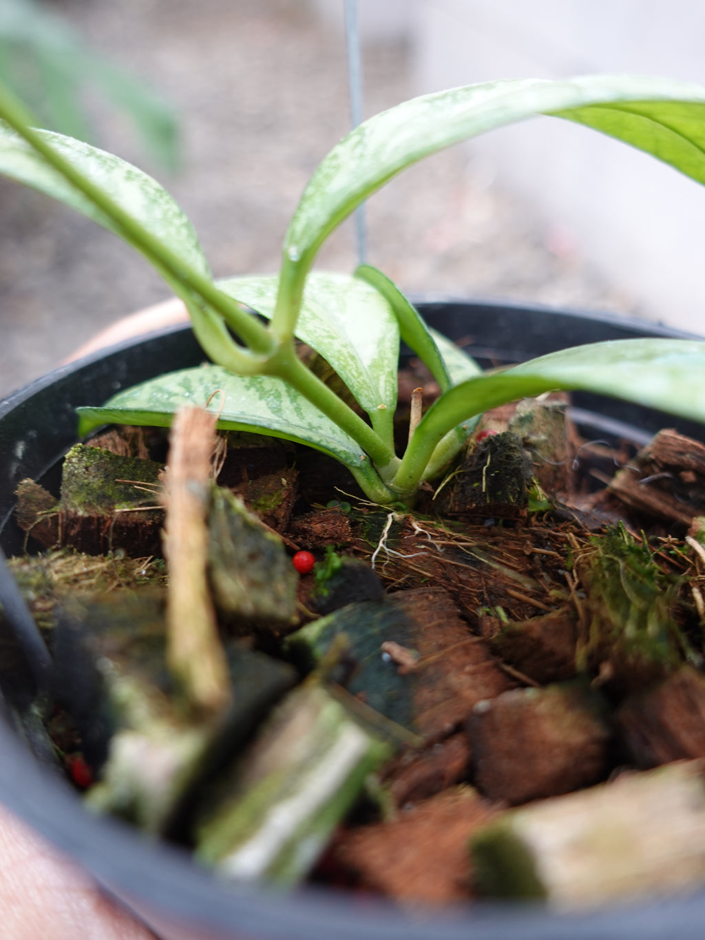 Hoya Crassipetiolata Super Splash