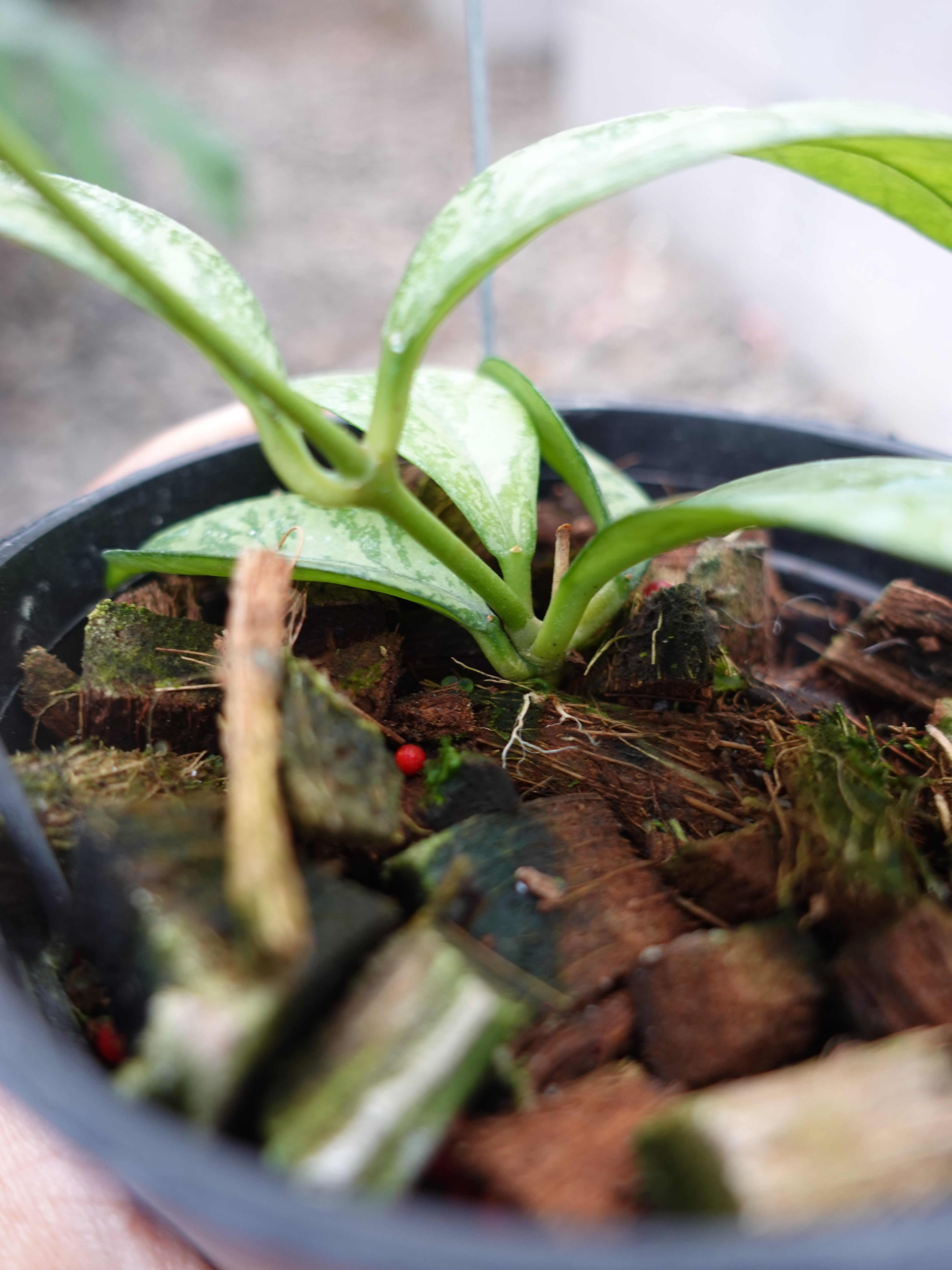 Hoya Crassipetiolata Super Splash