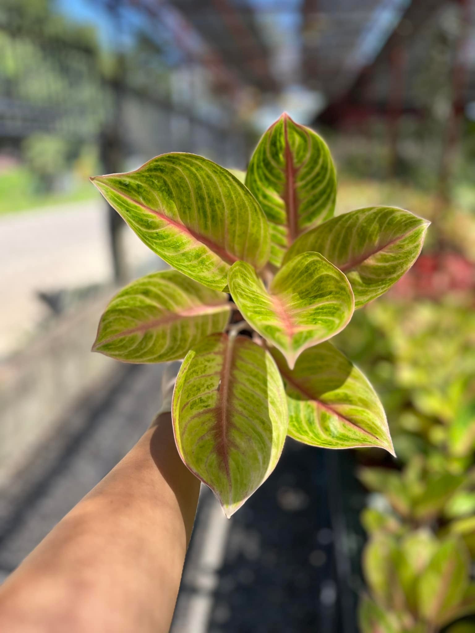 Aglaonema Amber