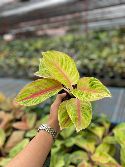 Aglaonema Amber