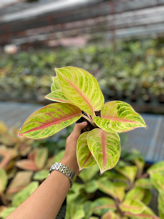 Aglaonema Amber