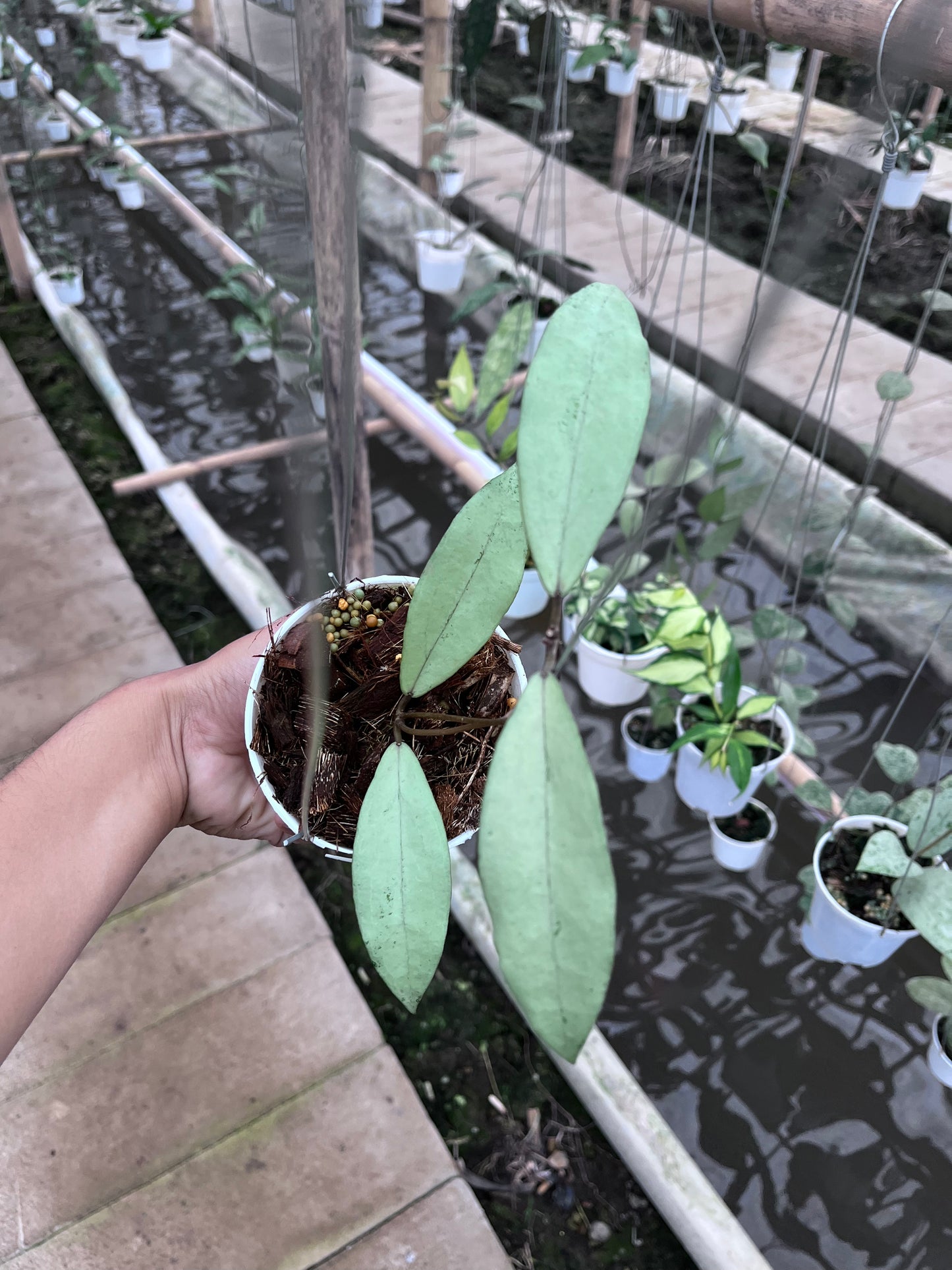 Hoya Alena [Rindu rafflesia x Crassipefiolata]