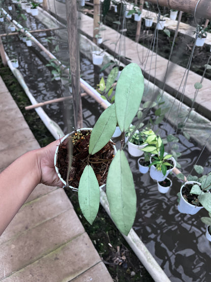 Hoya Alena [Rindu rafflesia x Crassipefiolata]
