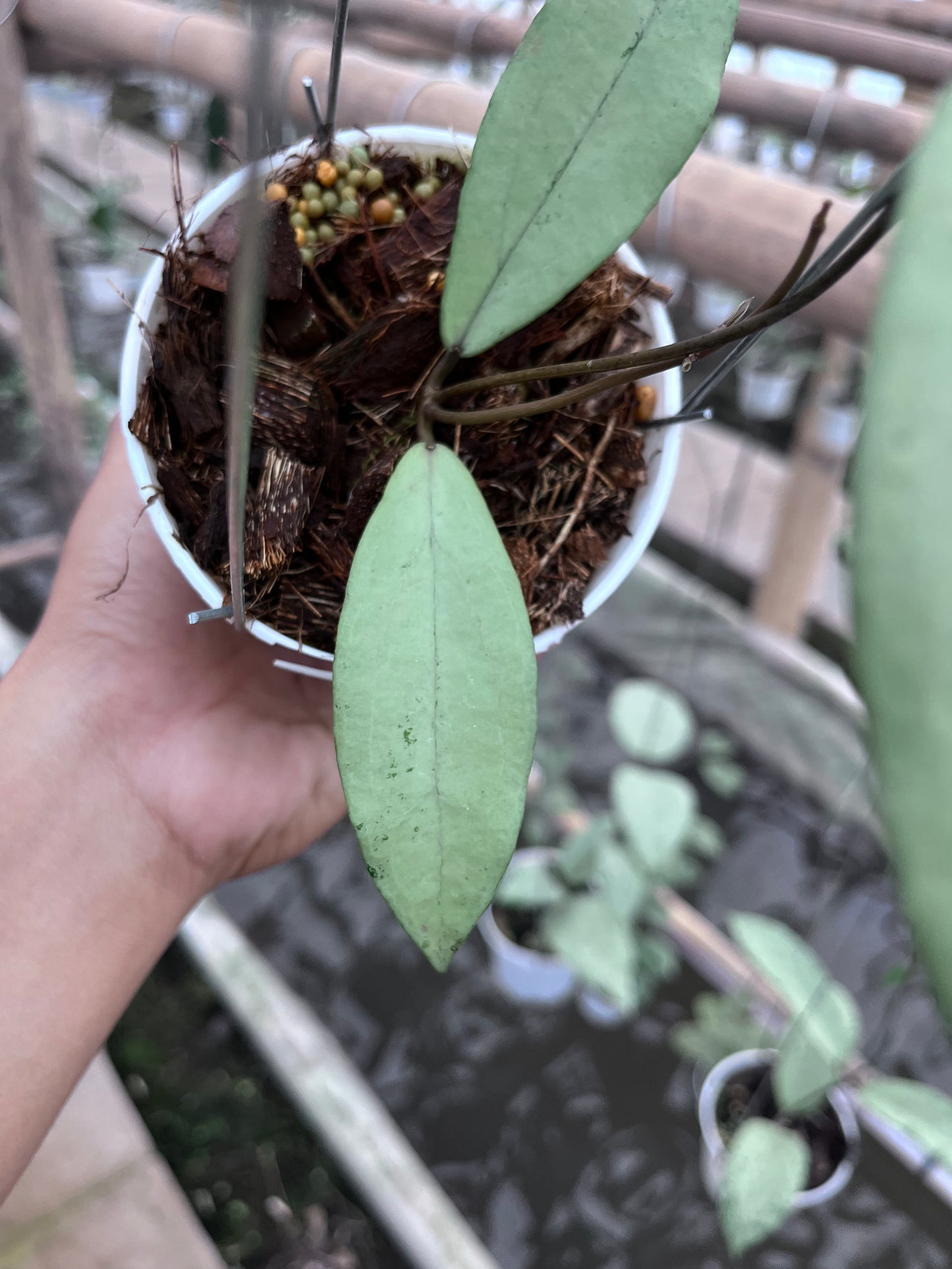 Hoya Alena [Rindu rafflesia x Crassipefiolata]