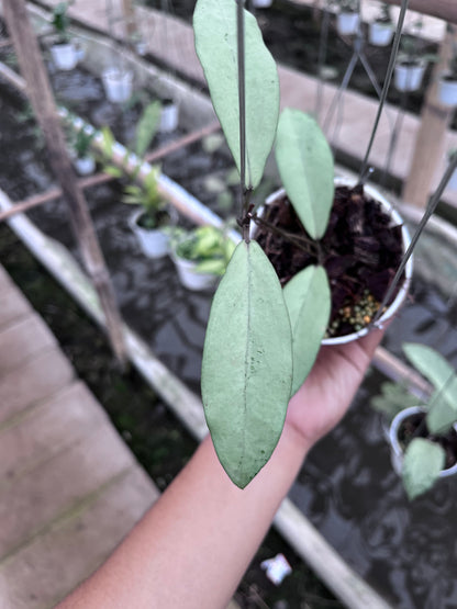 Hoya Alena [Rindu rafflesia x Crassipefiolata]