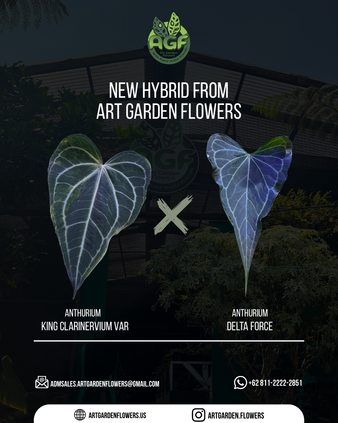 Anthurium King Clarinervium Var x DeltaForce