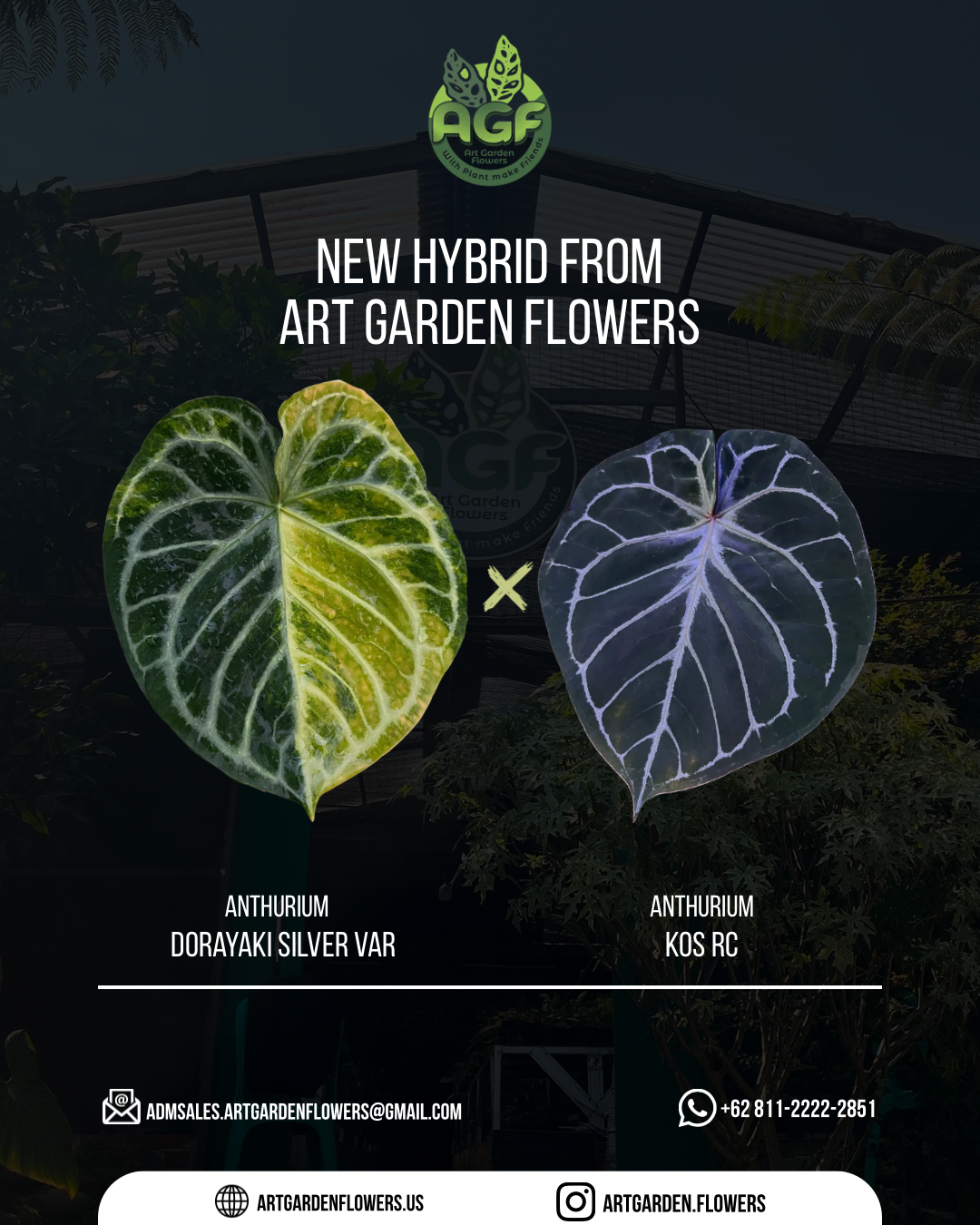 Anthurium Dorayaki Silver Var x KOS RC