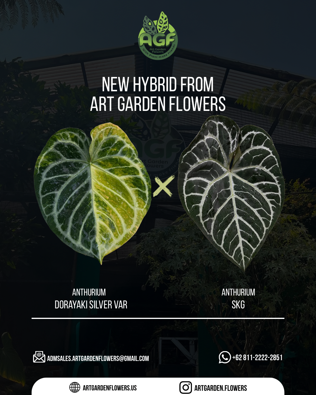 Anthurium Dorayaki Silver Var x SKG