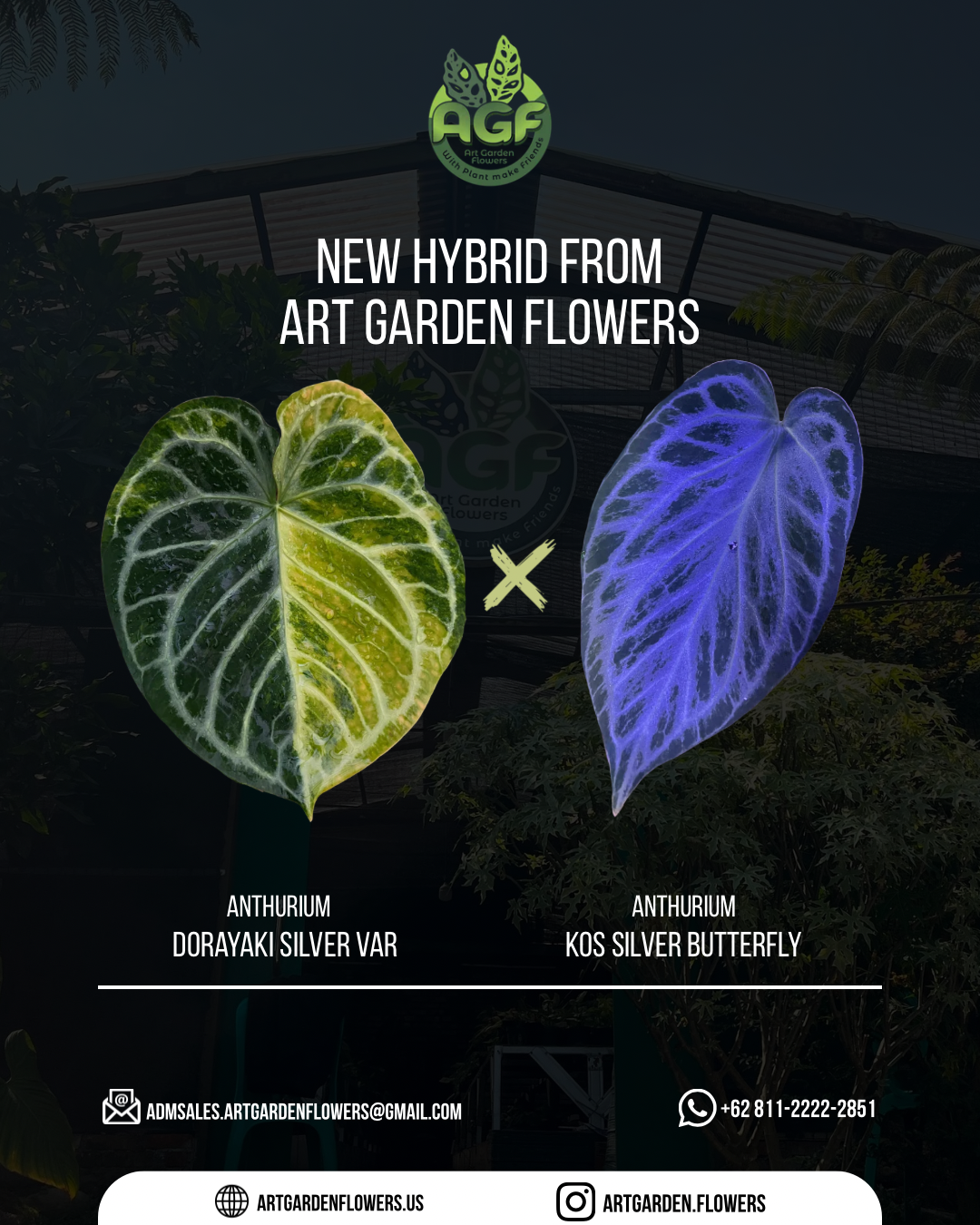 Anthurium Dorayaki Silver Var x King of Spades Butterfly Variegated