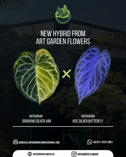Anthurium Dorayaki Silver Var x King of Spades Butterfly Variegated