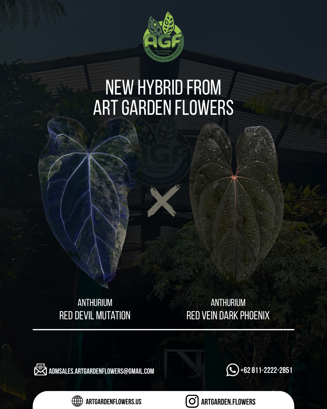 Anthurium Red Devil Mutation x RVDP