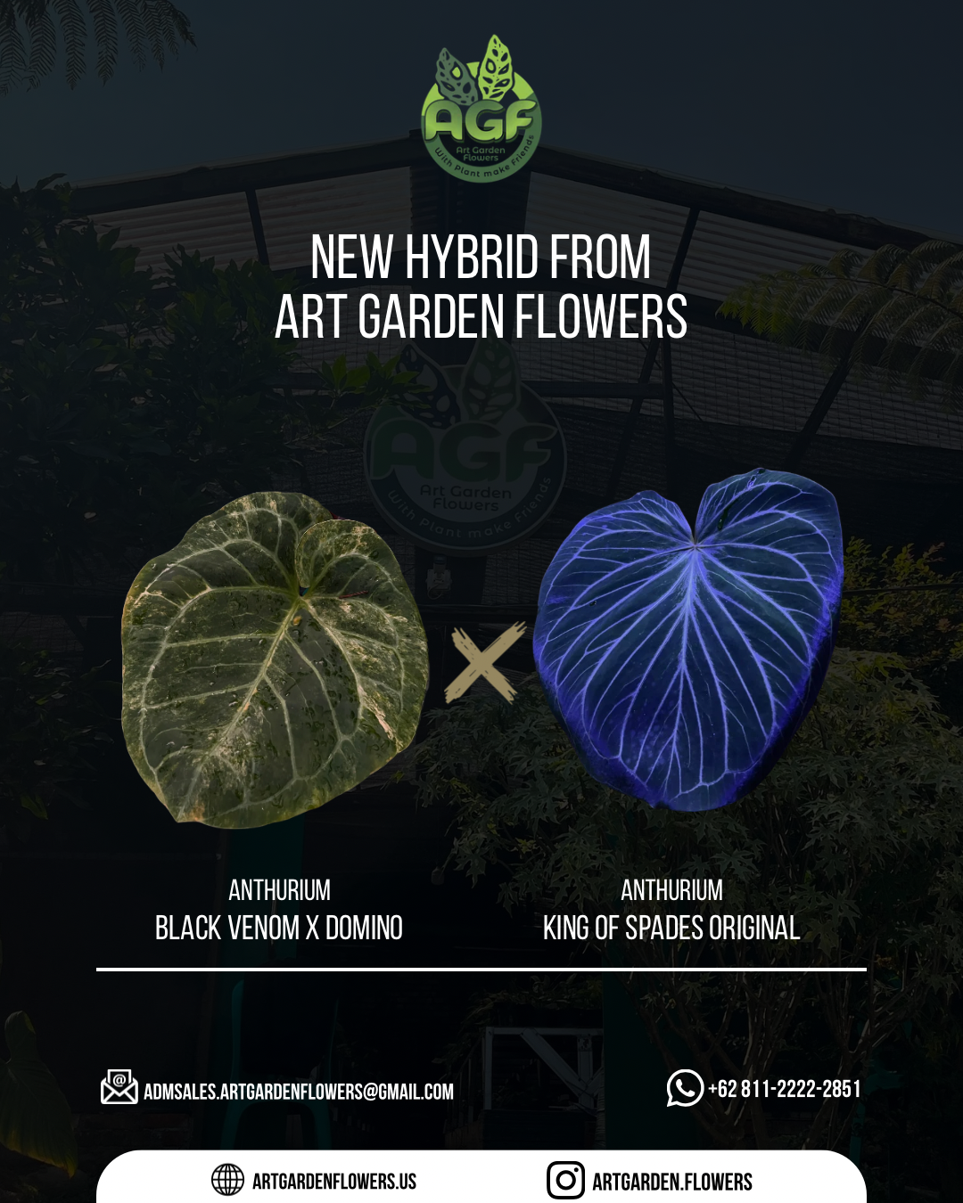 Anthurium (Black Venom x Domino) x KOS Original
