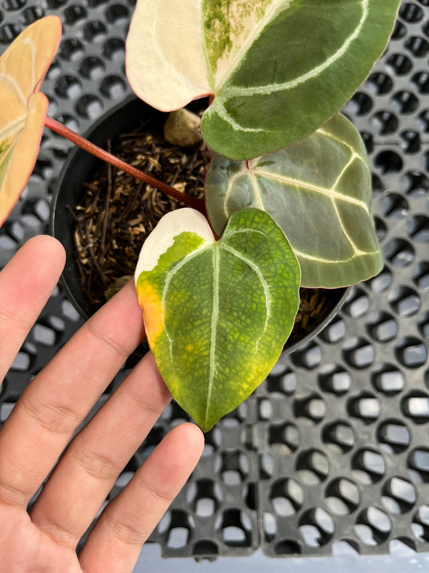 Anthurium Black Venom X Red Crystallinum NSE