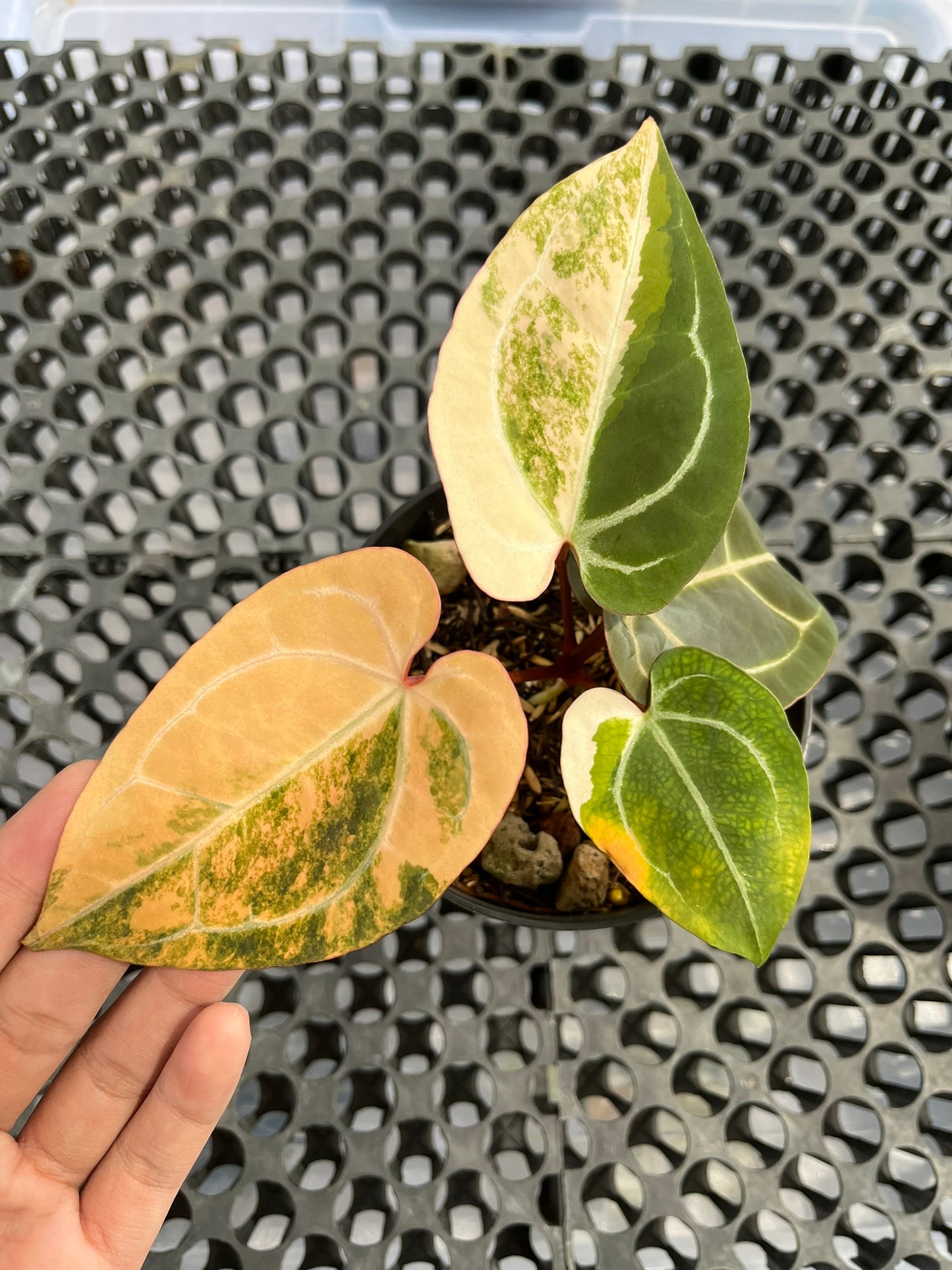 Anthurium Black Venom X Red Crystallinum NSE