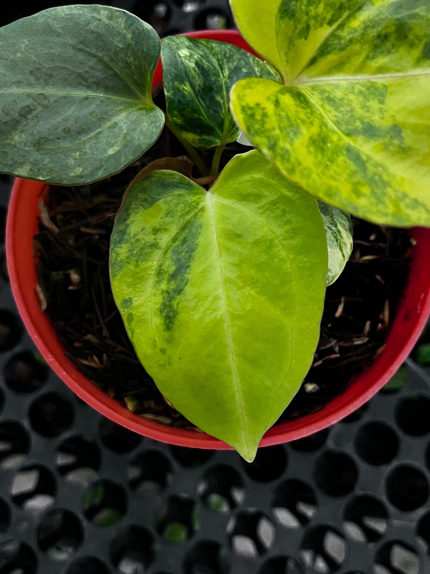 Anthurium Black Venom X Domino Var