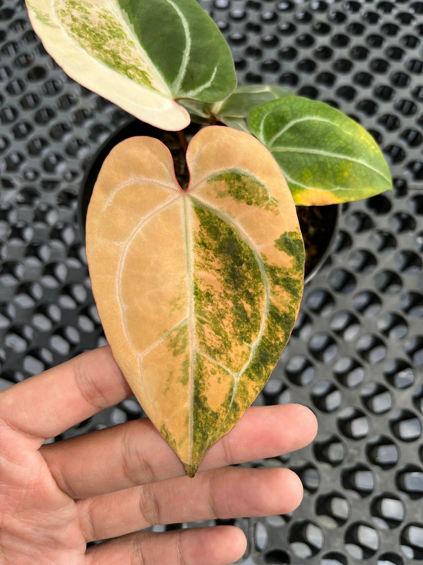 Anthurium Black Venom X Red Crystallinum NSE