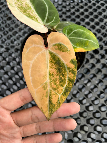 Anthurium Black Venom X Red Crystallinum NSE