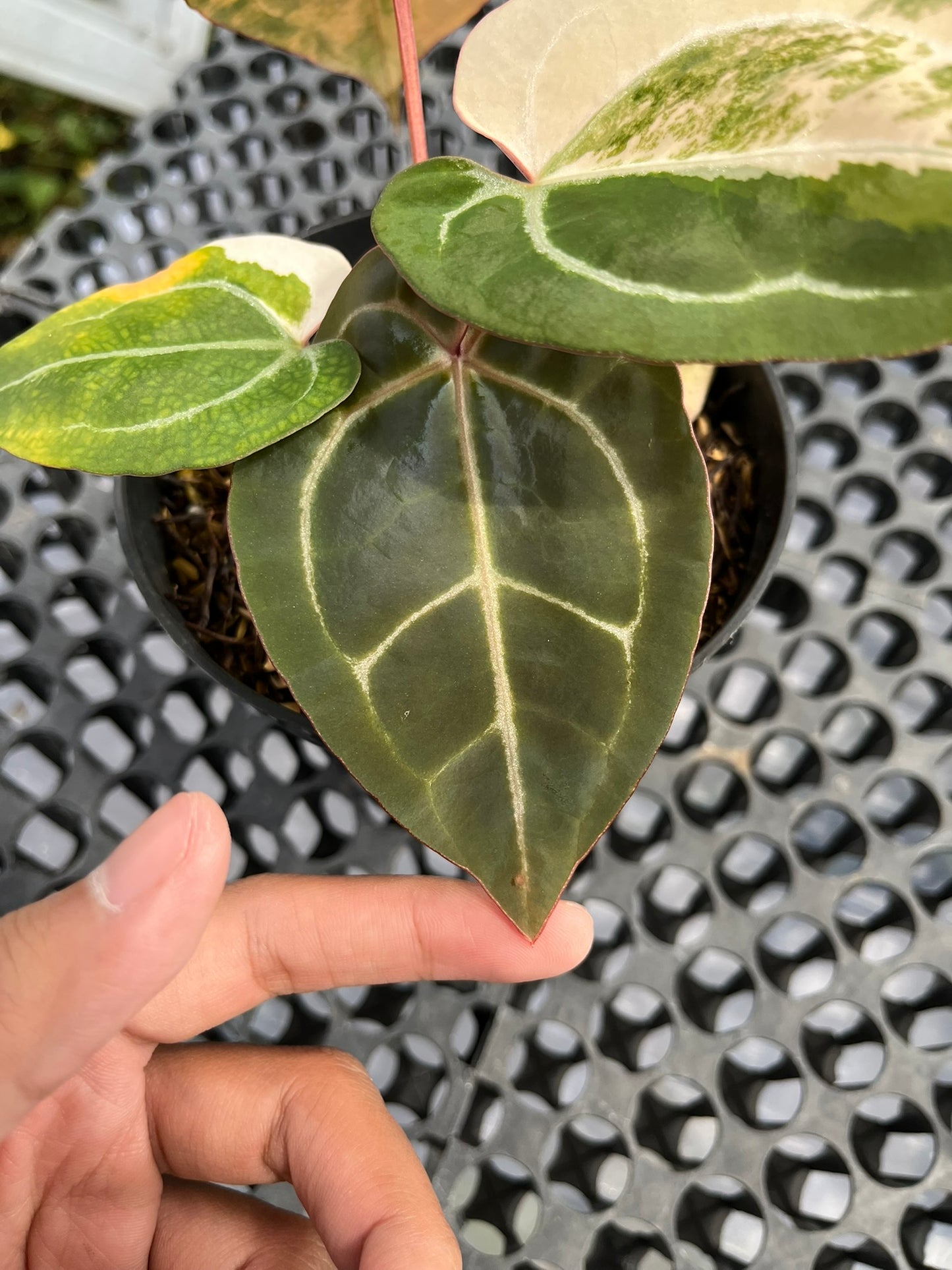 Anthurium Black Venom X Red Crystallinum NSE